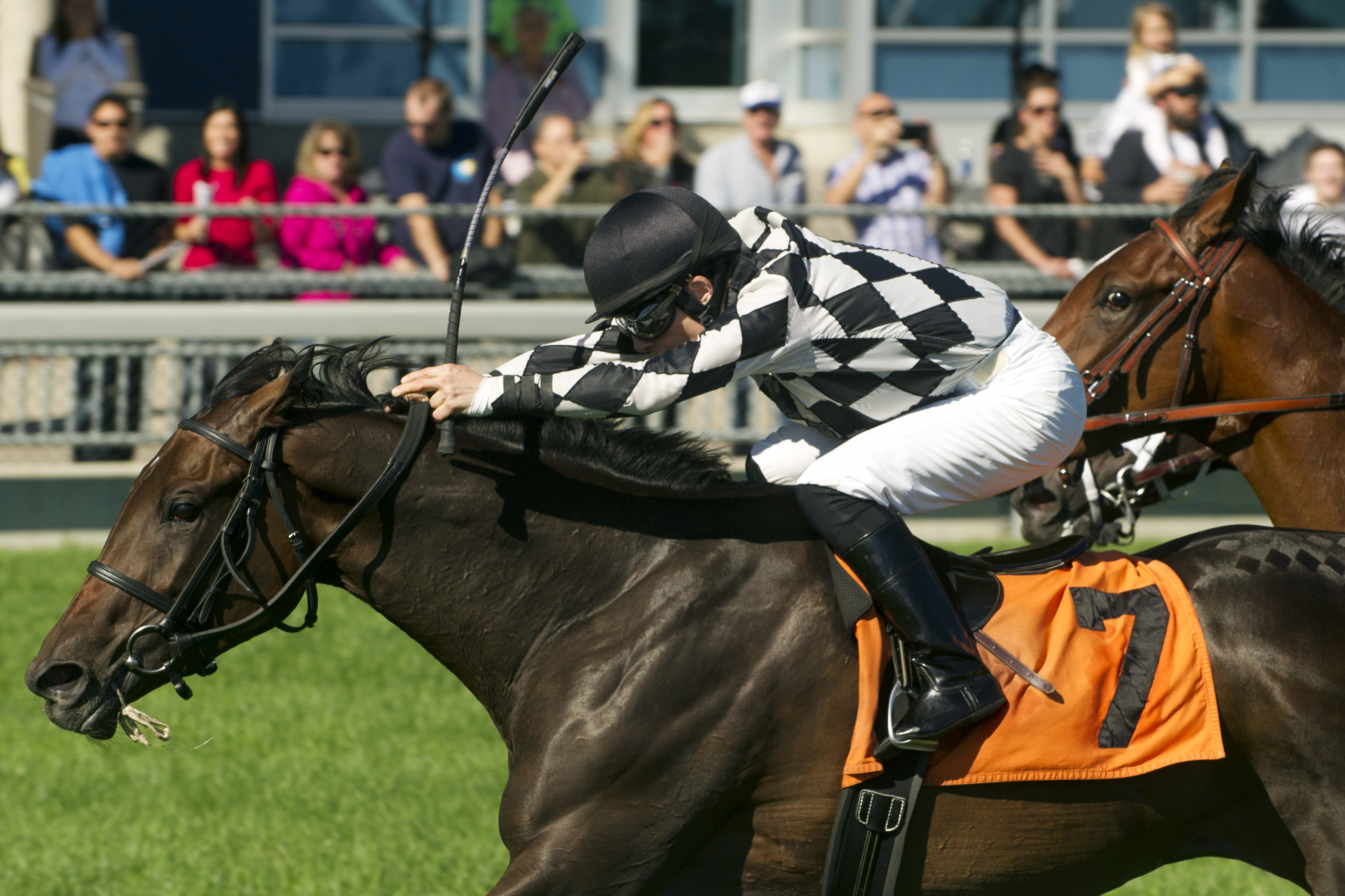 Llanarmon wins the 2013 Natalma