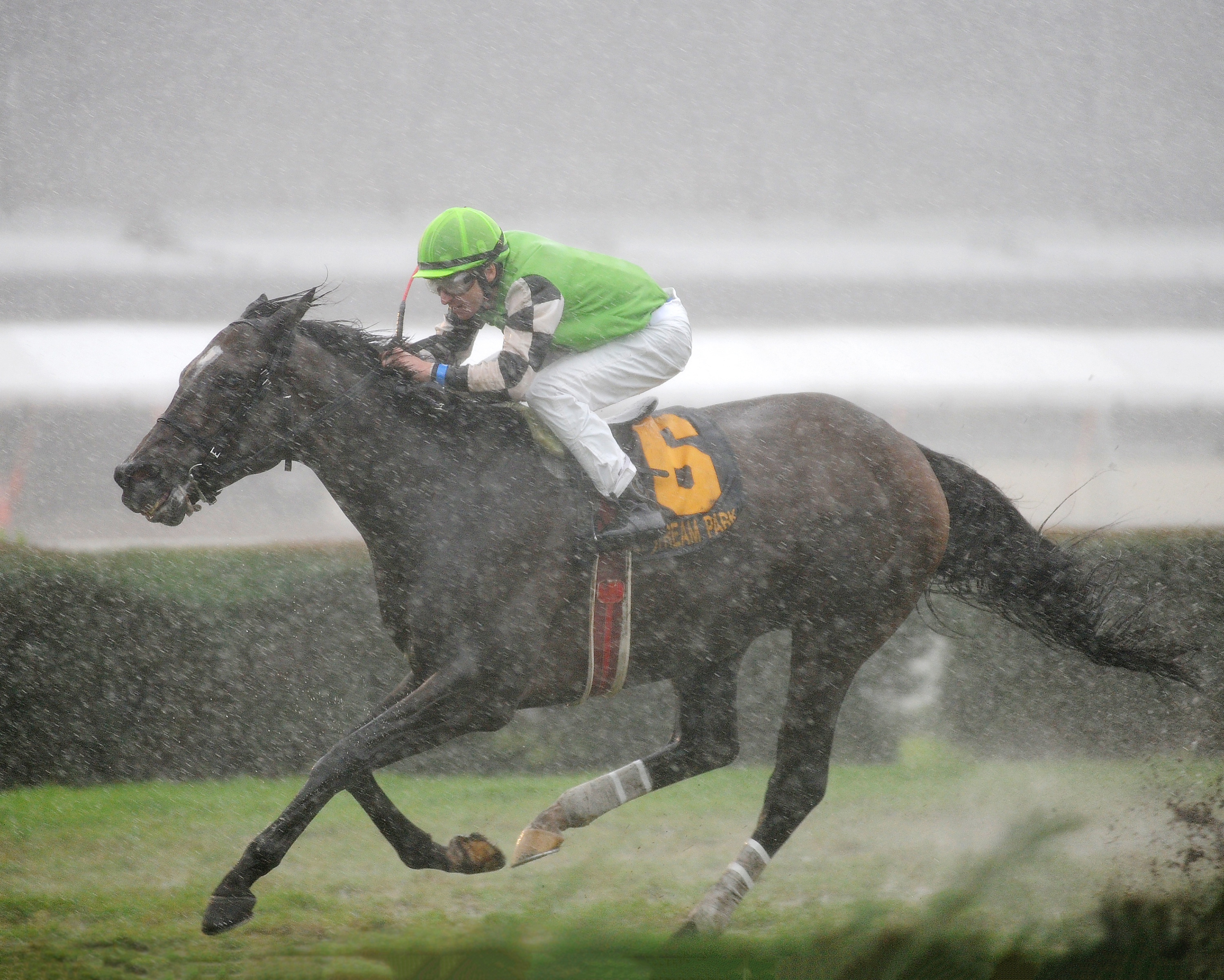 Lochte wins the Tropical Turf Stakes