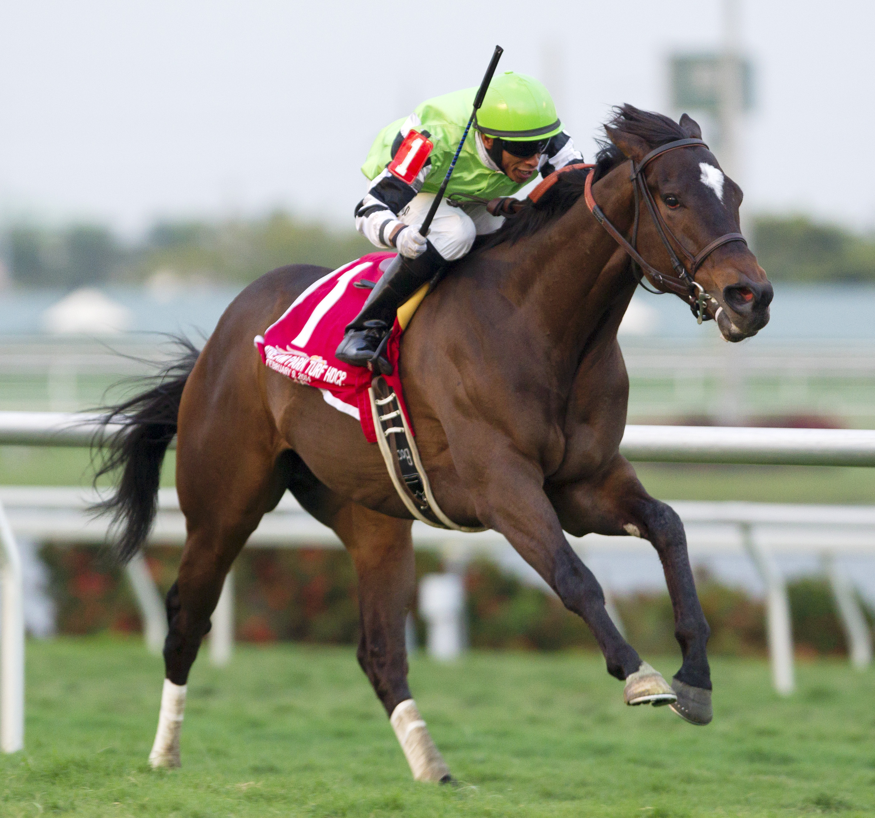 Lochte wins the Gulfstream Park Turf