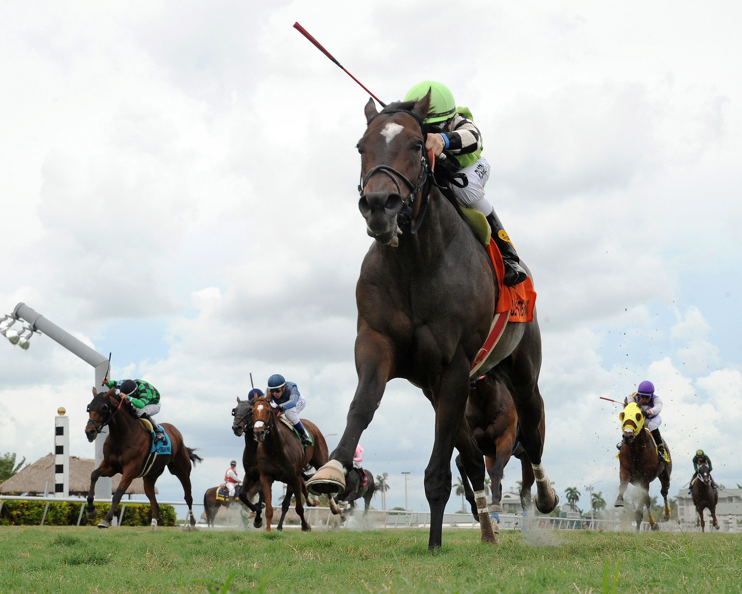 Lochte wins the Mr. Steele Stakes