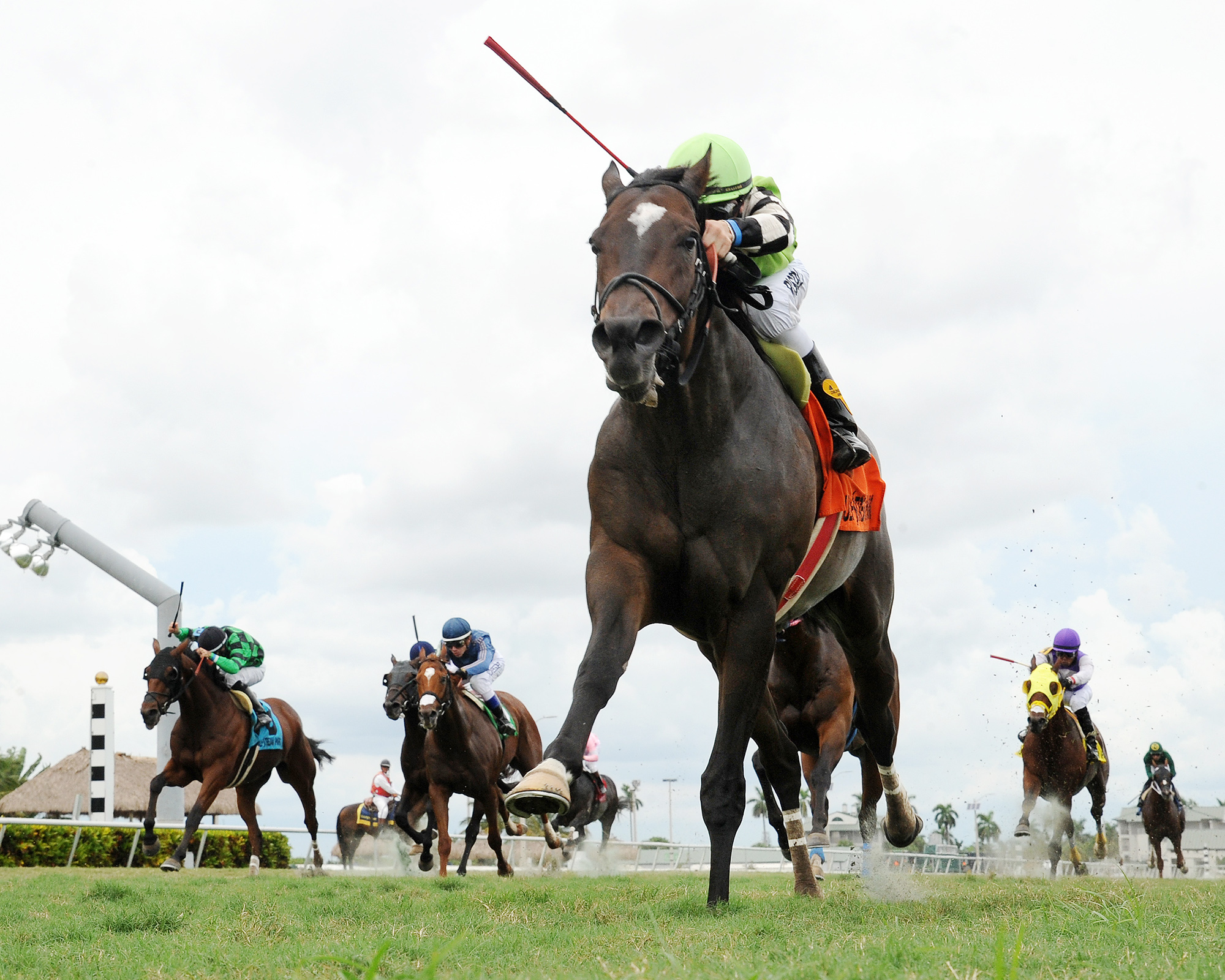 Lochte wins the Mr. Steele Stakes