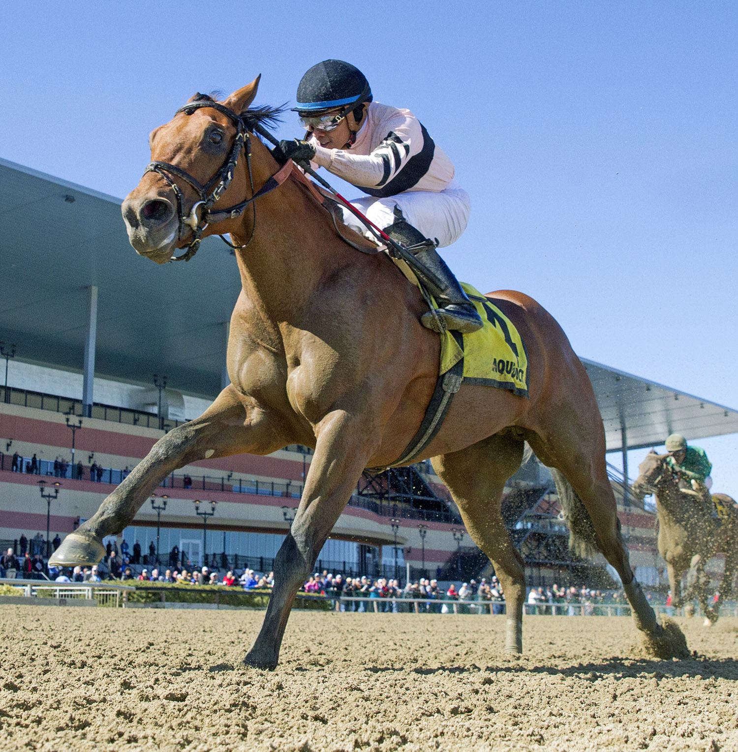 Long Haul Bay wins the 2017 Bay Shore