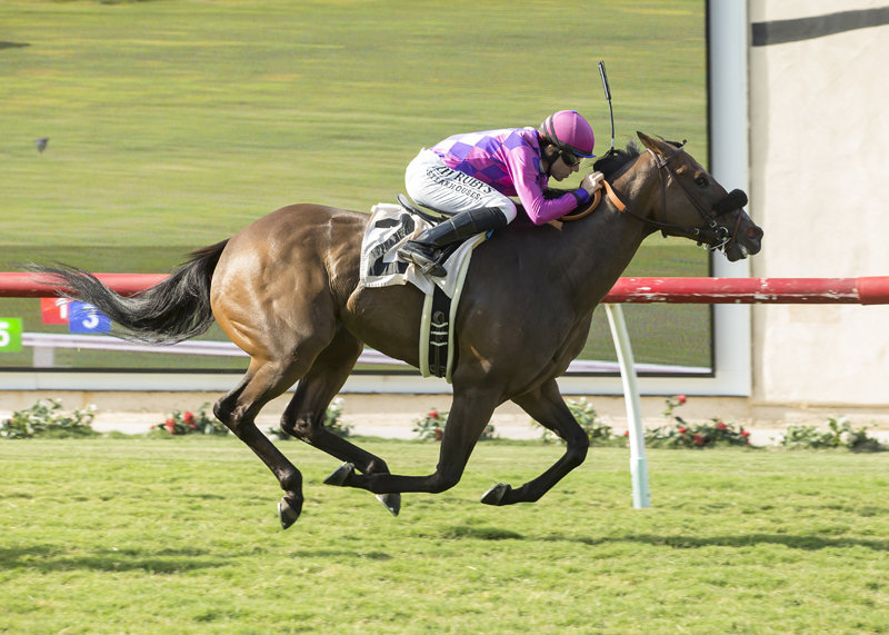 Long Hot Summer wins the Daisycutter