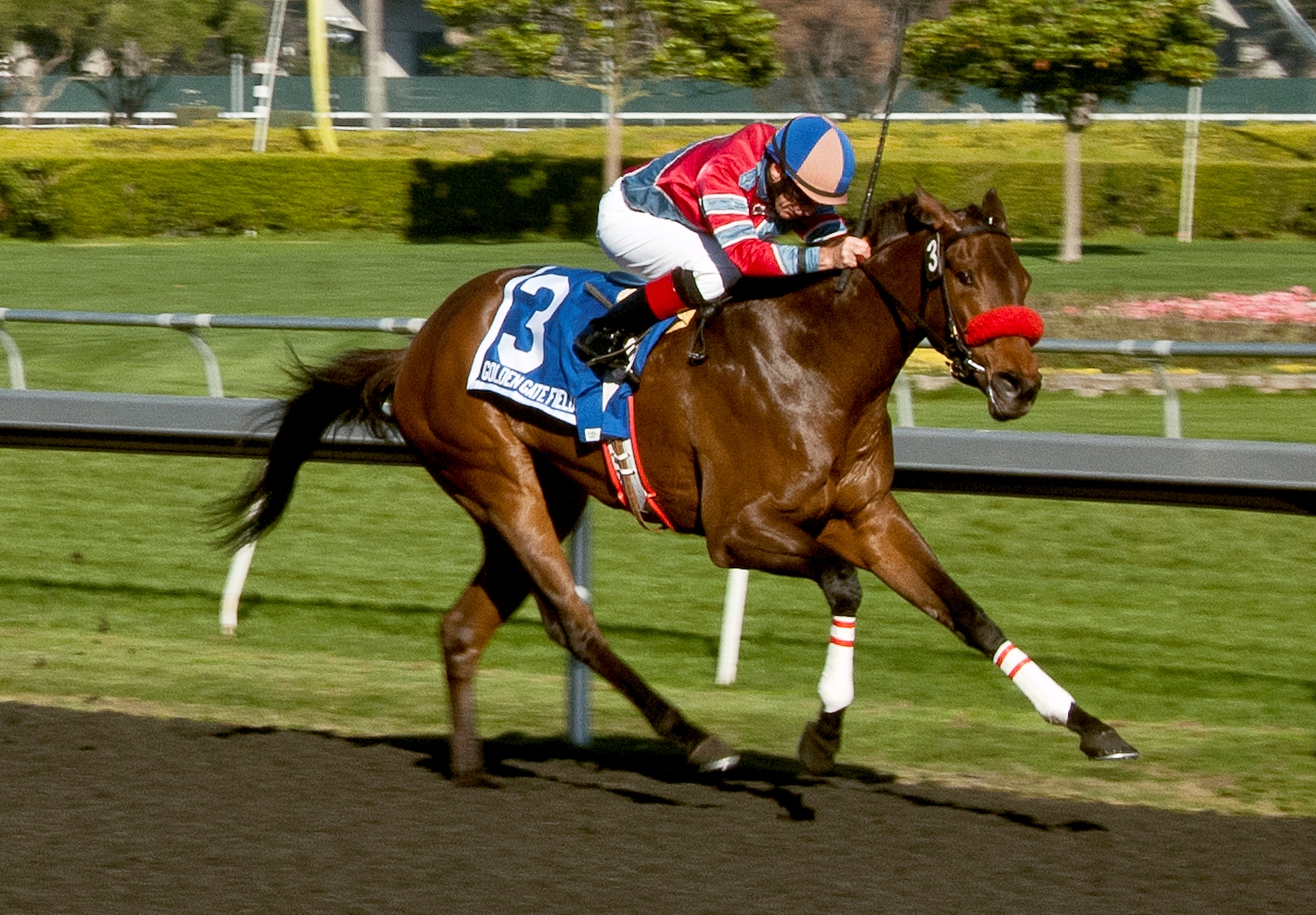 Look Quickly, Golden Gate Debutante