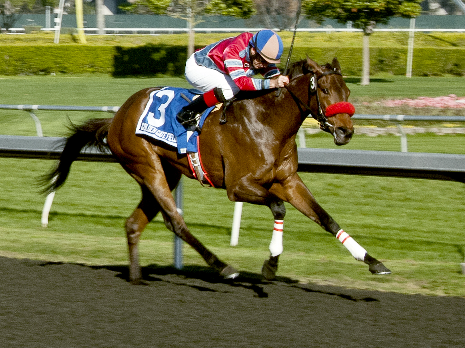 Look Quickly wins the Golden Gate Debutante