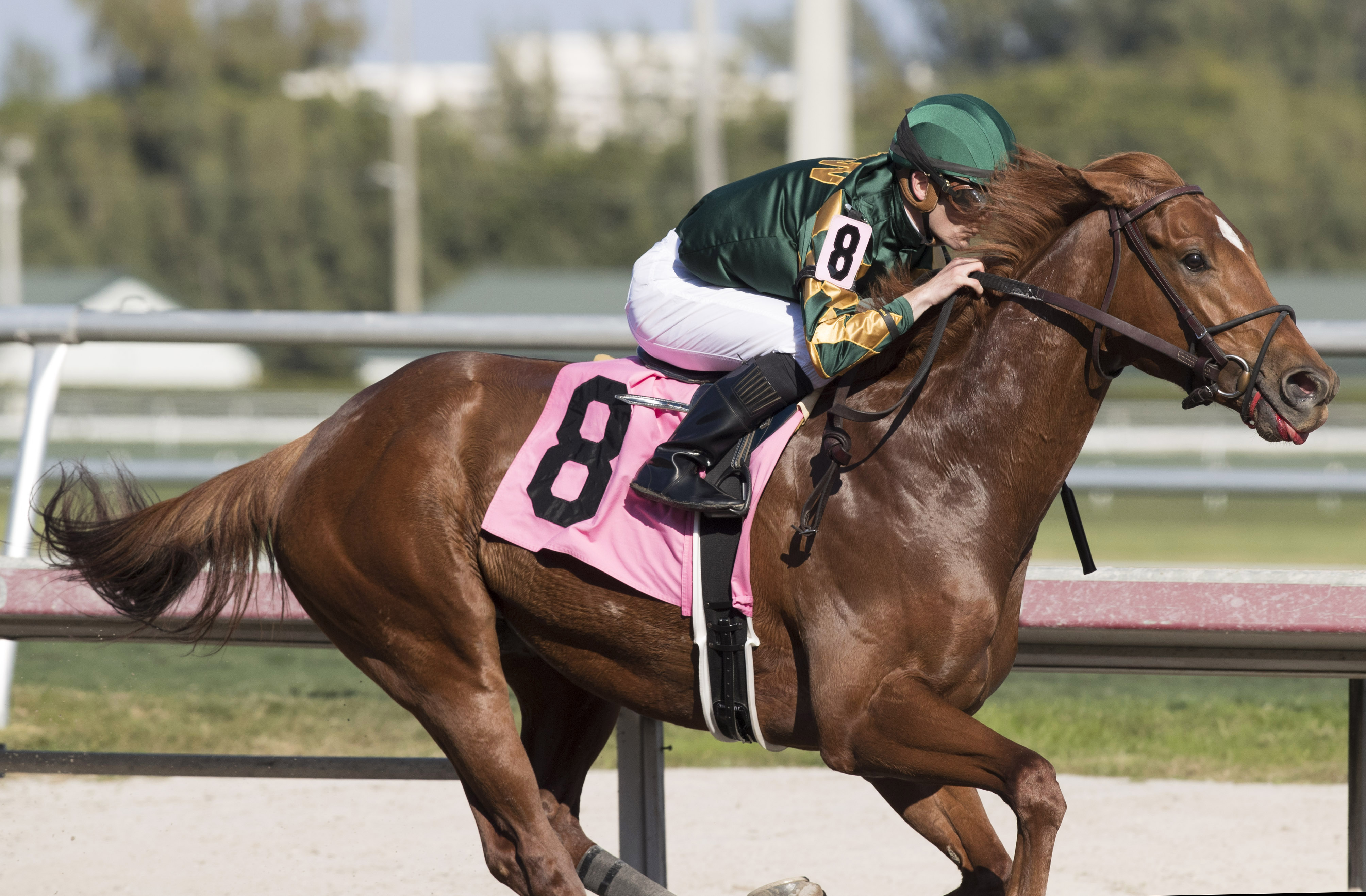 Lookin for Eight wins a maiden race