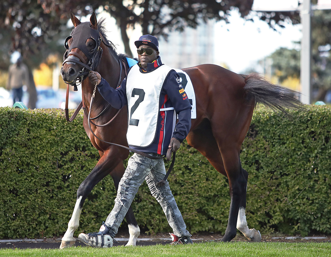 Lookin to Strike at Woodbine in October 2019