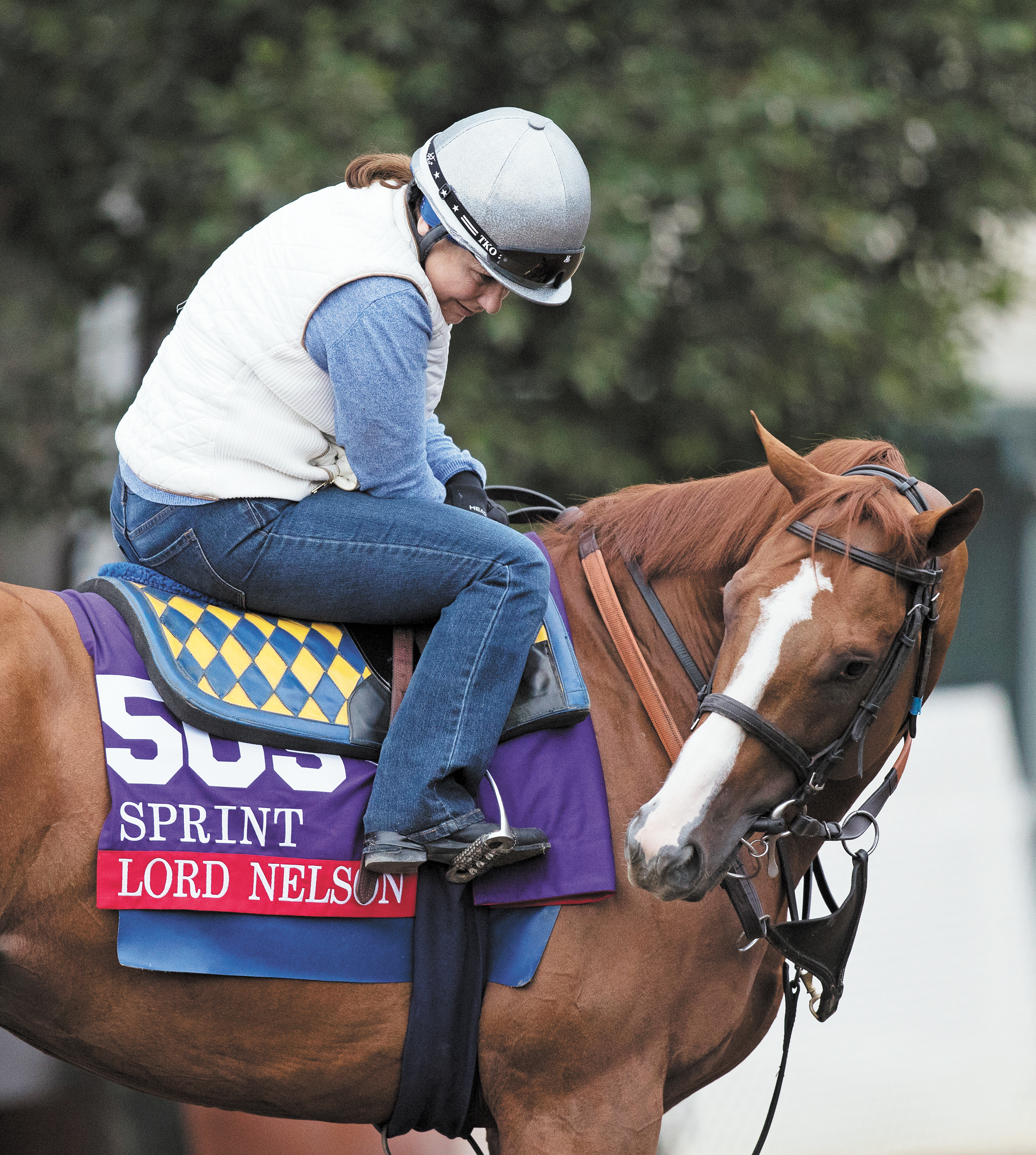 Lord Nelson at the 2016 Breeders Cup
