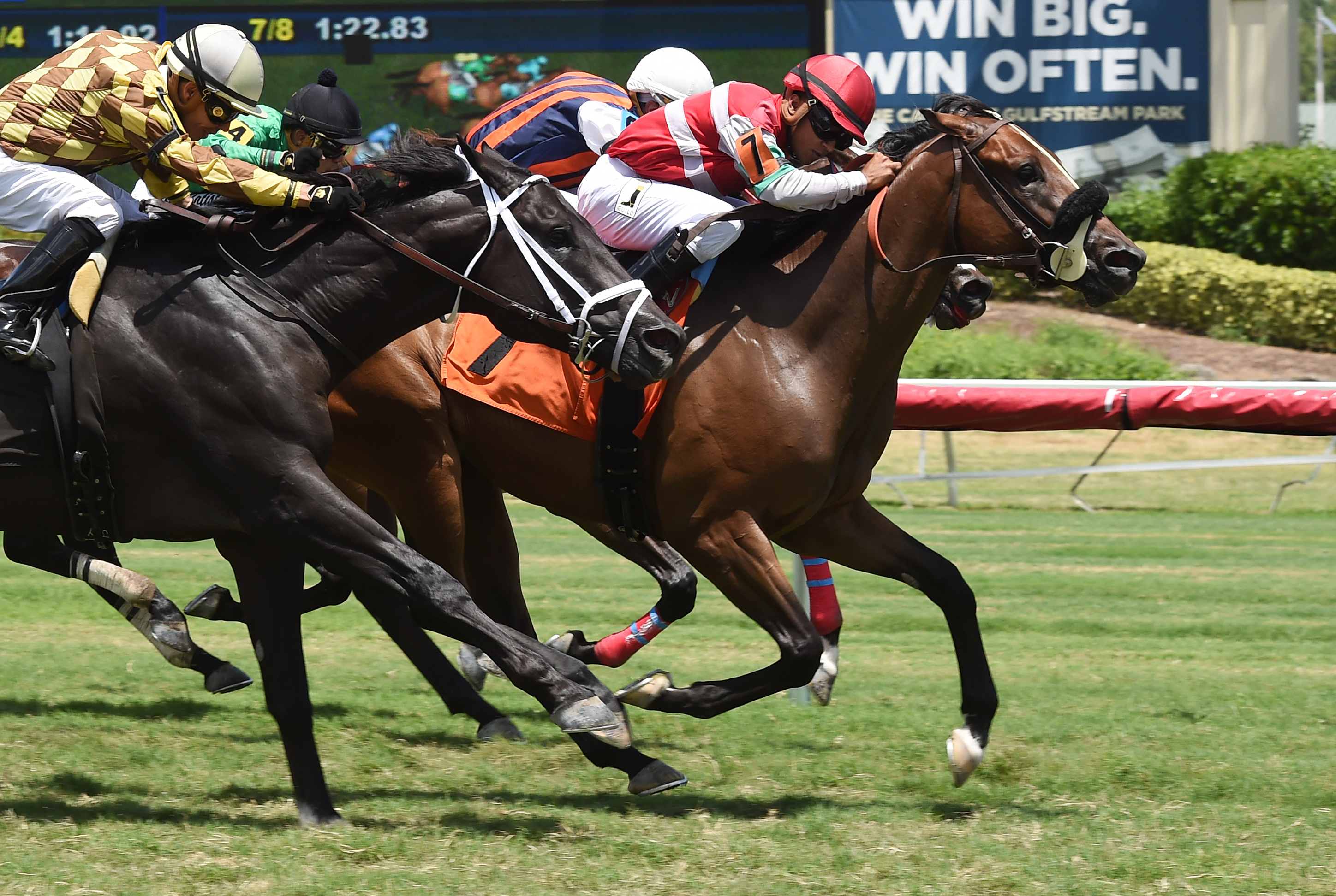 Love Conquers wins an Aug. 5, 2017 allowance