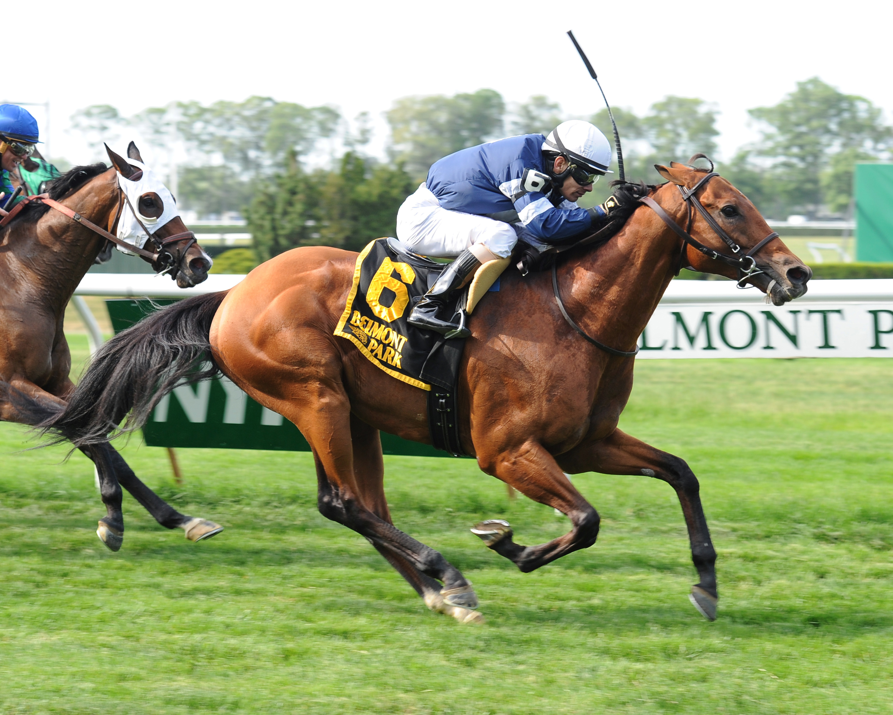 Lubash wins the Kingston Stakes