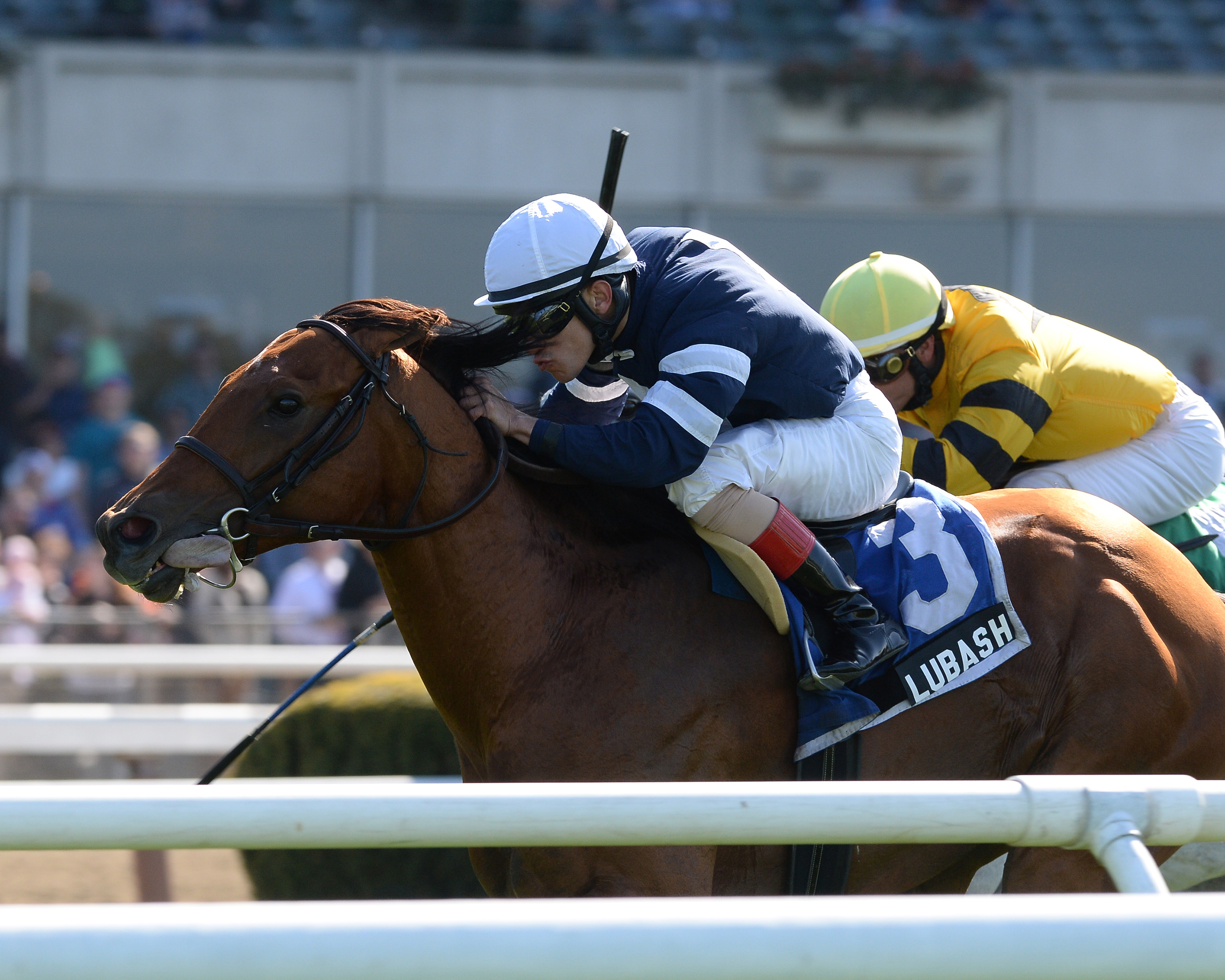 Lubash, Fort Marcy Stakes