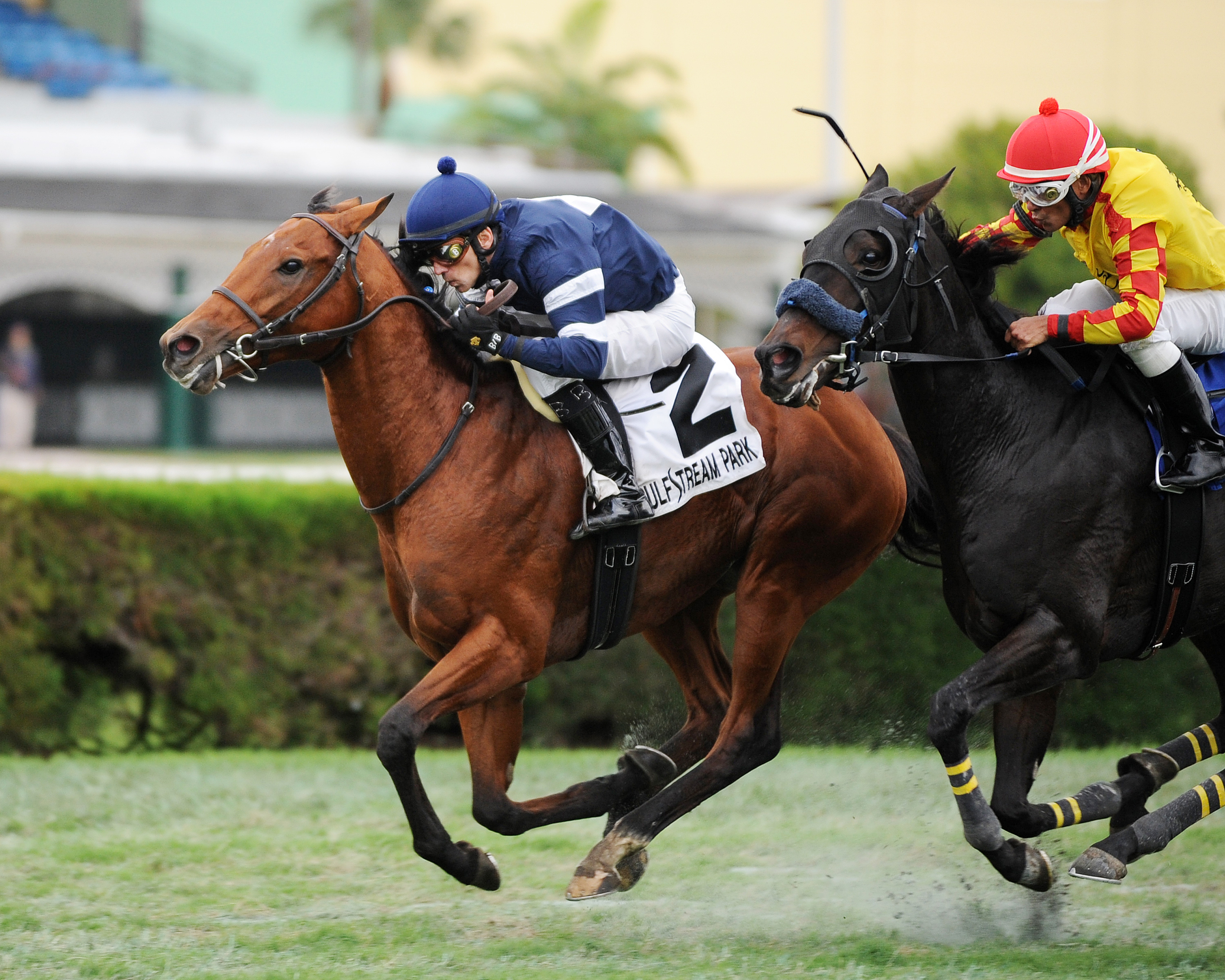 Lubash wins the Tropical Turf Handicap