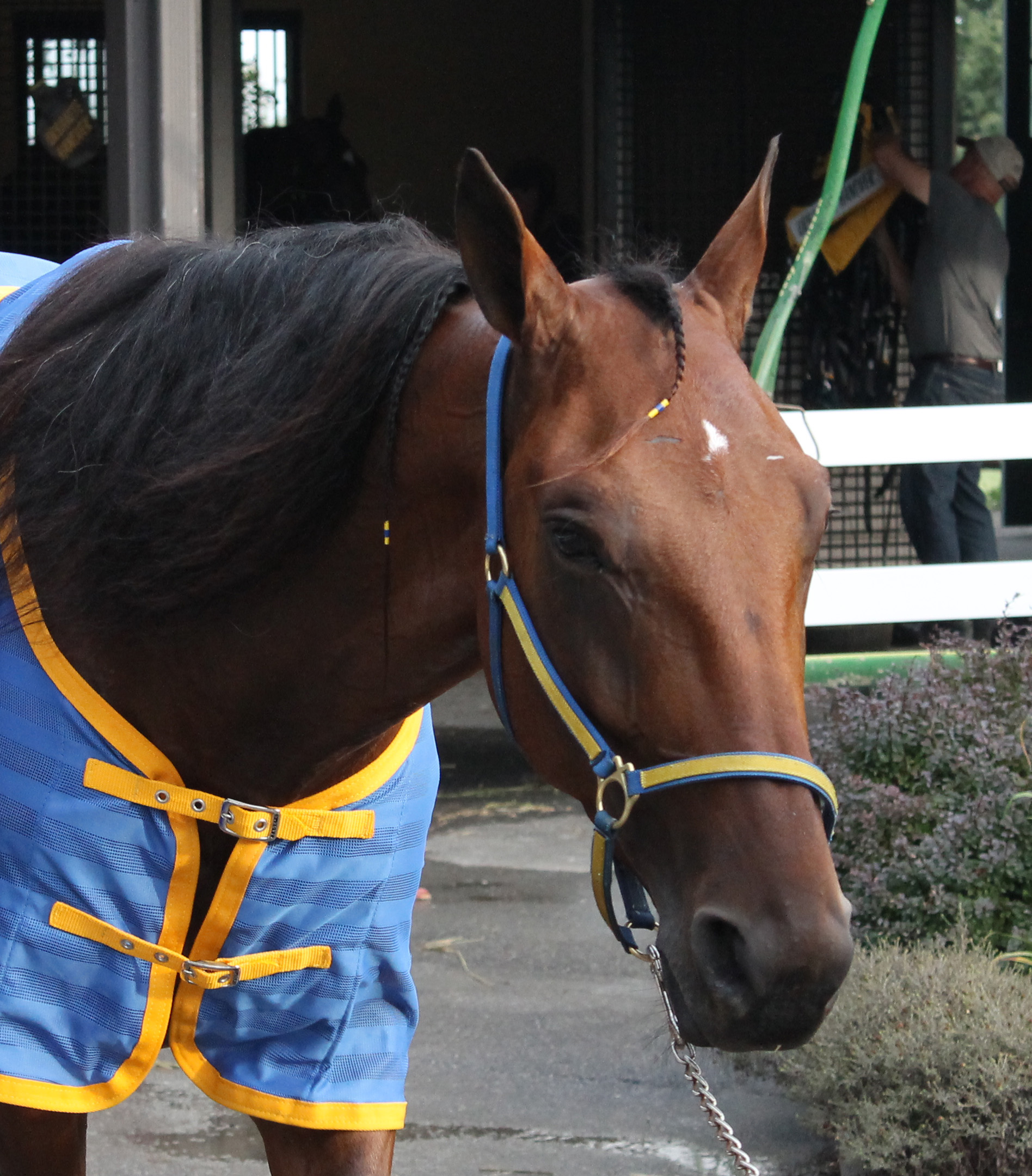 Lucan Hanover_Head