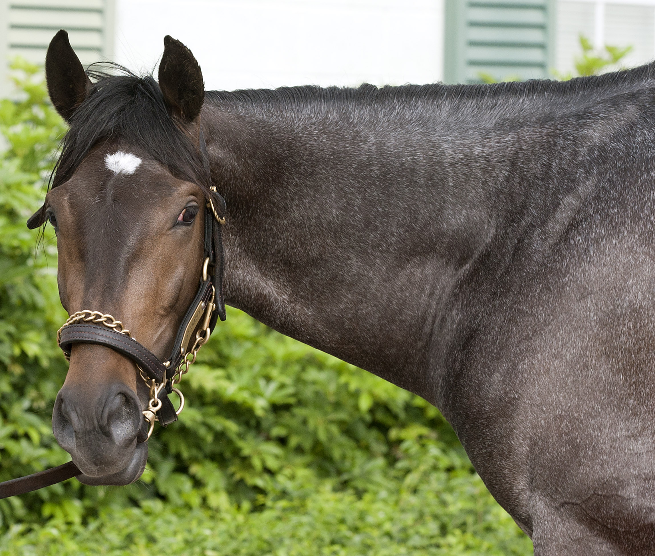 Lucky Chappy at Palm Meadows