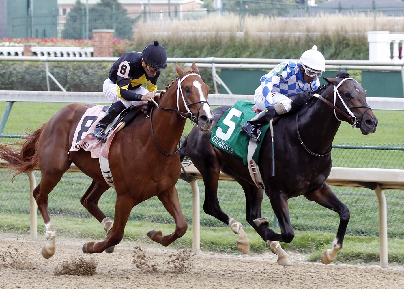 Bold Conquest finishes second in the Iroquois Stakes
