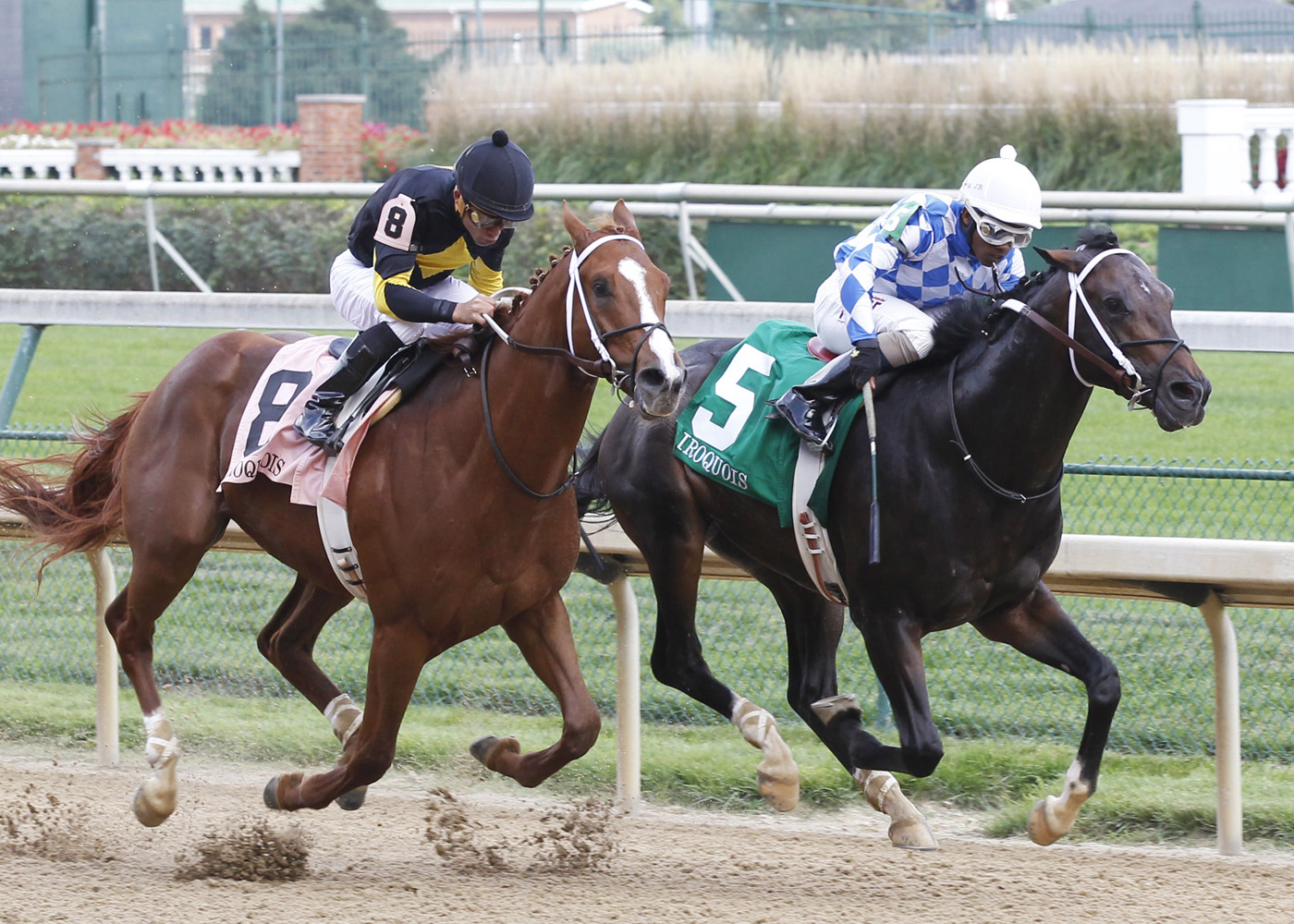 Bold Conquest finishes second in the Iroquois Stakes
