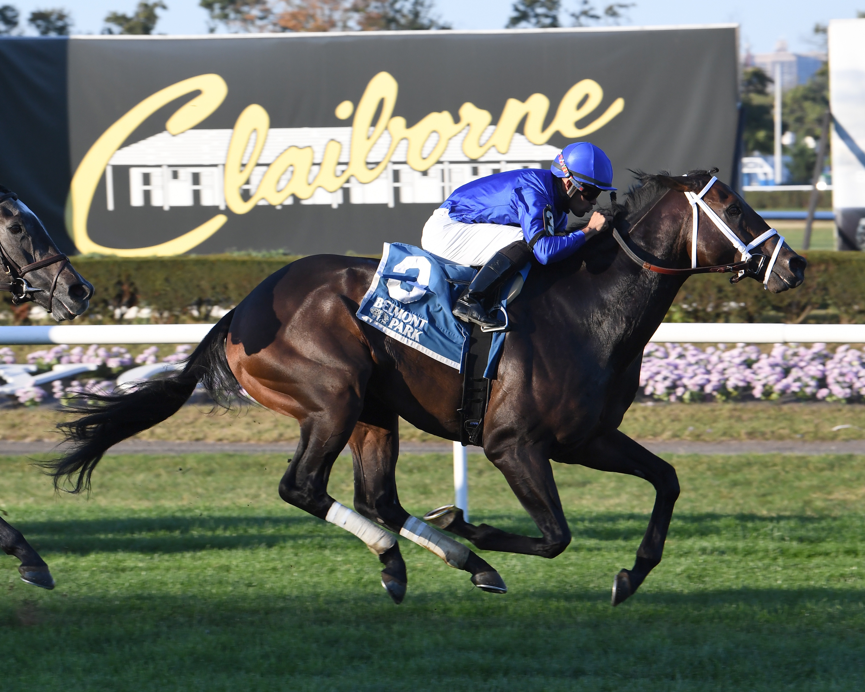 Lucullan wins the 2019 Knickerbocker Stakes