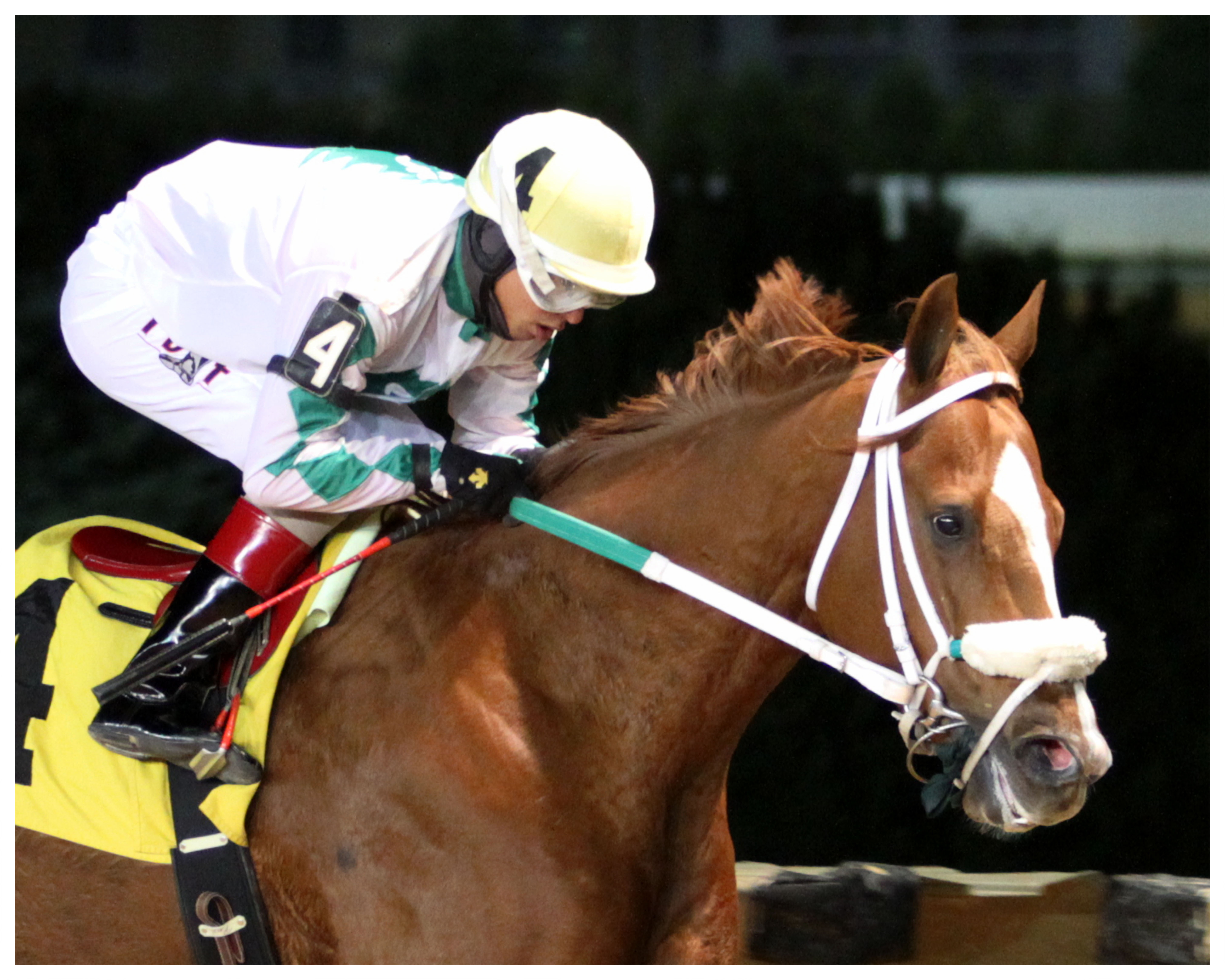 Lucy's Bob Boy wins 2014 A Huevo