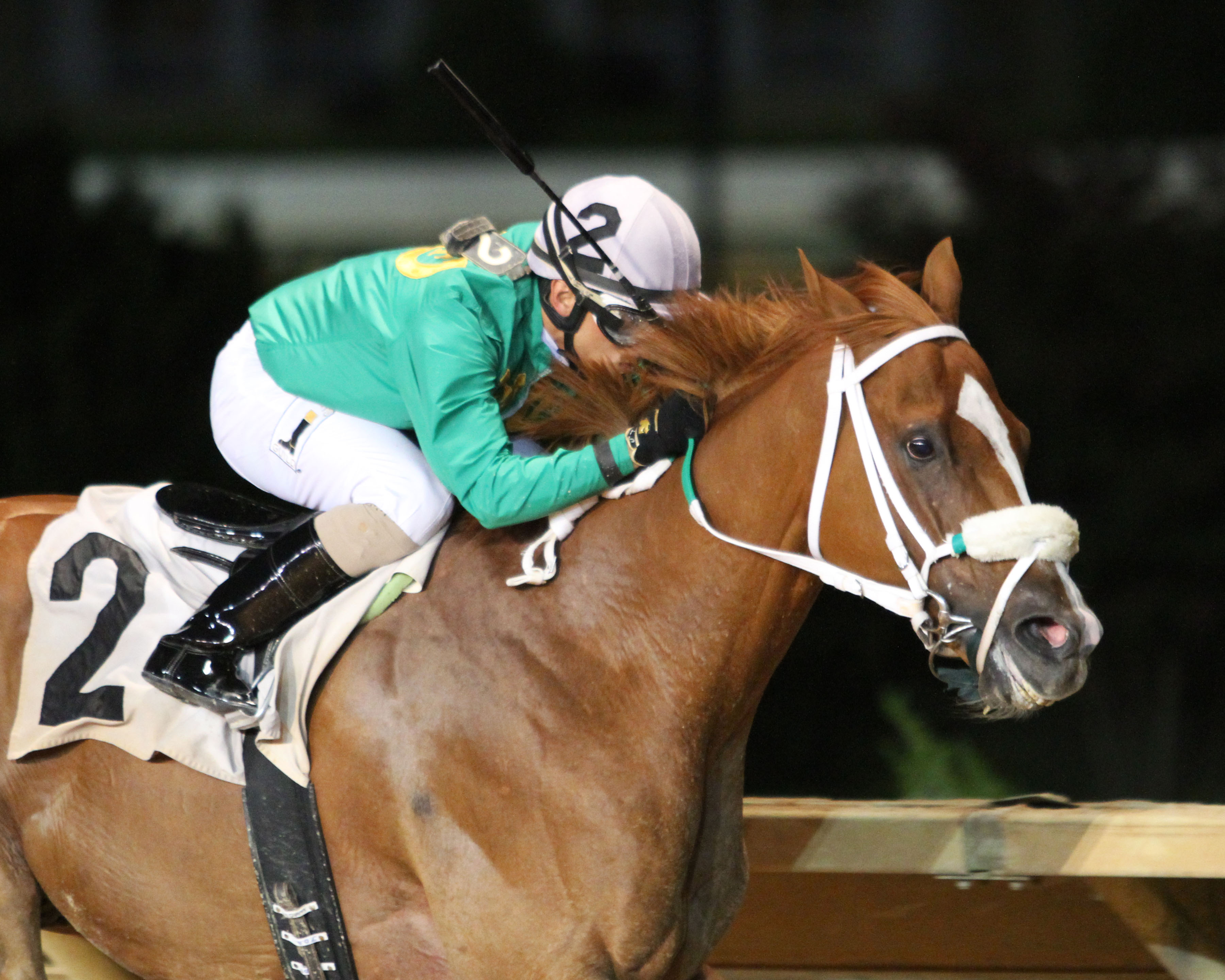Lucy's Bob Boy wins 2015 Gall Memorial