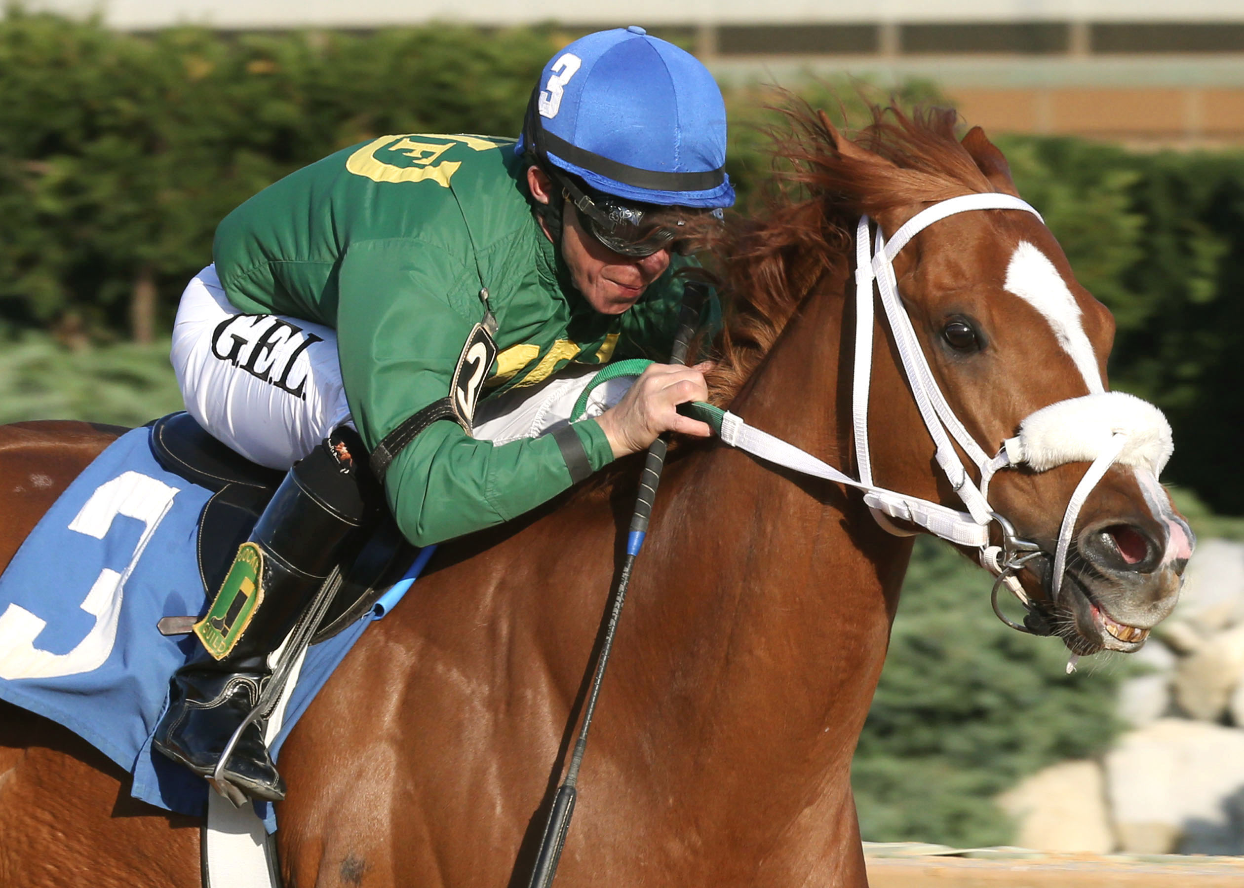 Lucy's Bob Boy, Confucius Say Stakes