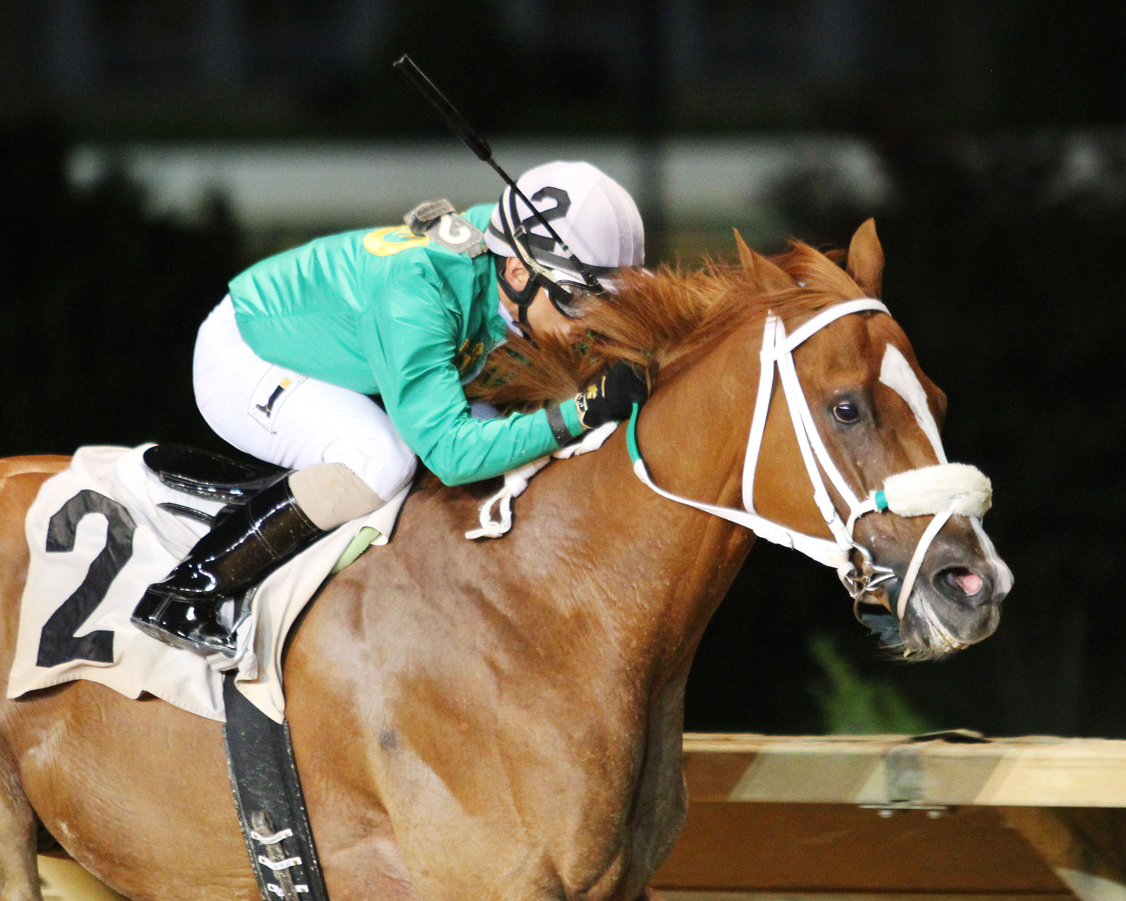 Lucy's Bob Boy wins the Frank Gall