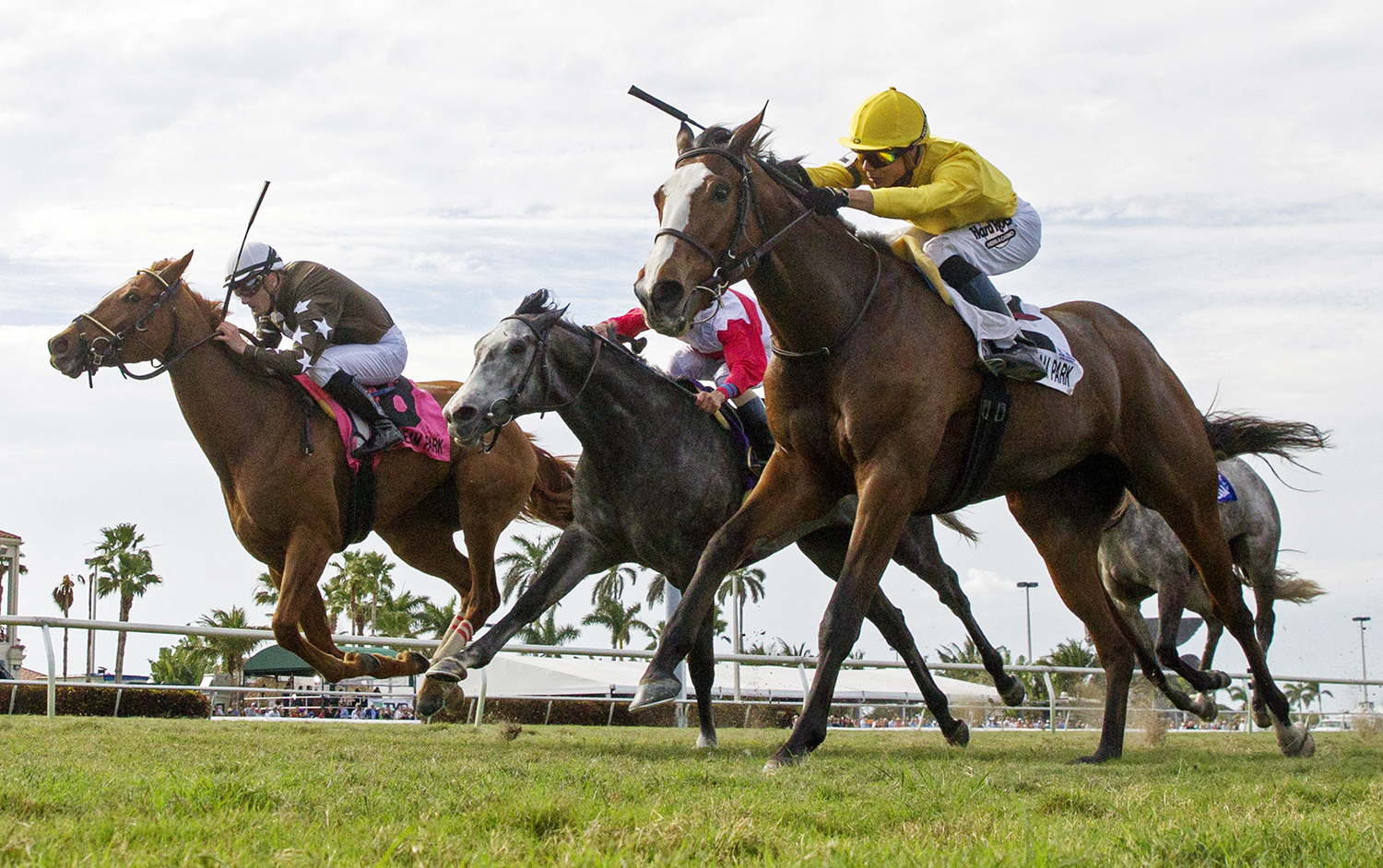 Res Ipsa finishes second in the Honey Fox Stakes