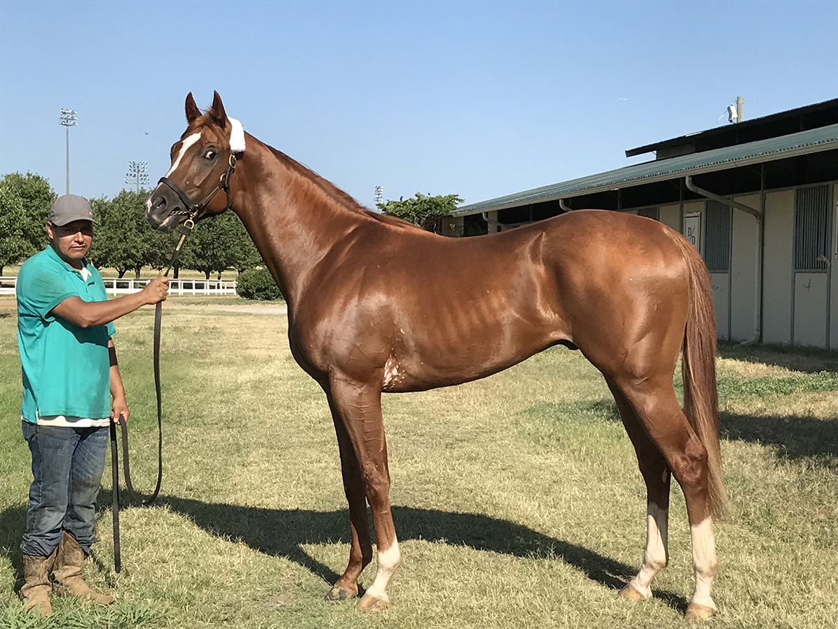 Lullaby Bling at Lone Star Park on June 27