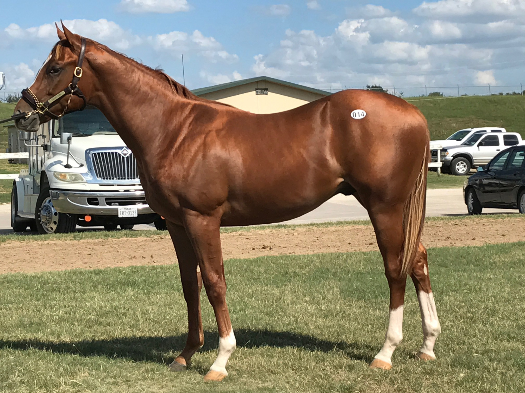 Lullaby Bling sells for $100,000 at the Texas Thoroughbred Association yearling sale