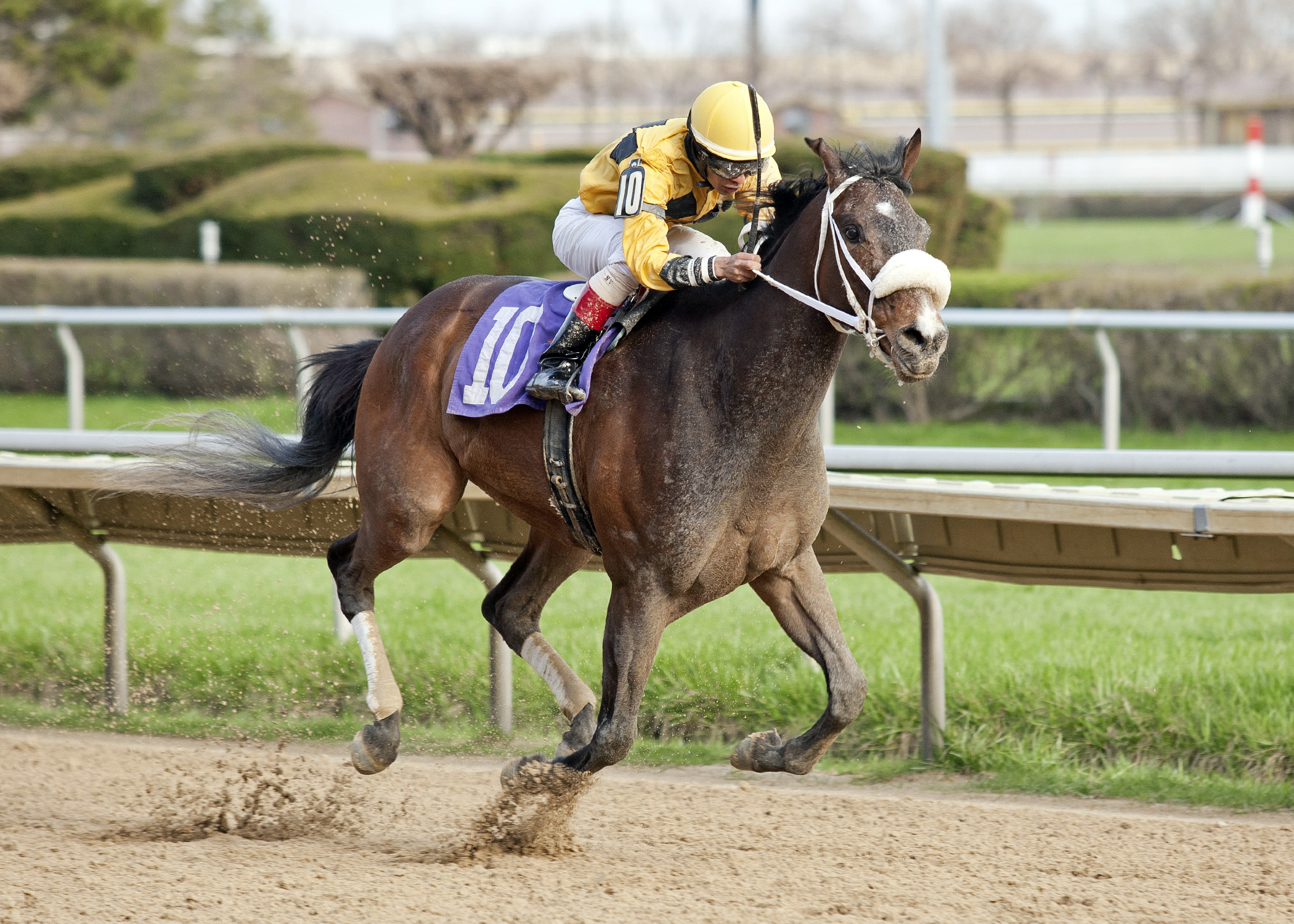 Luv Bandit wins the Milwaukee Avenue Handicap