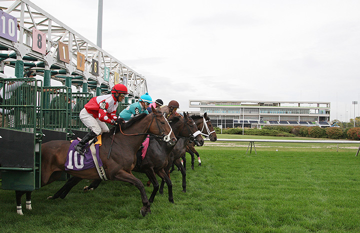 Meadowlands starting gate 2013