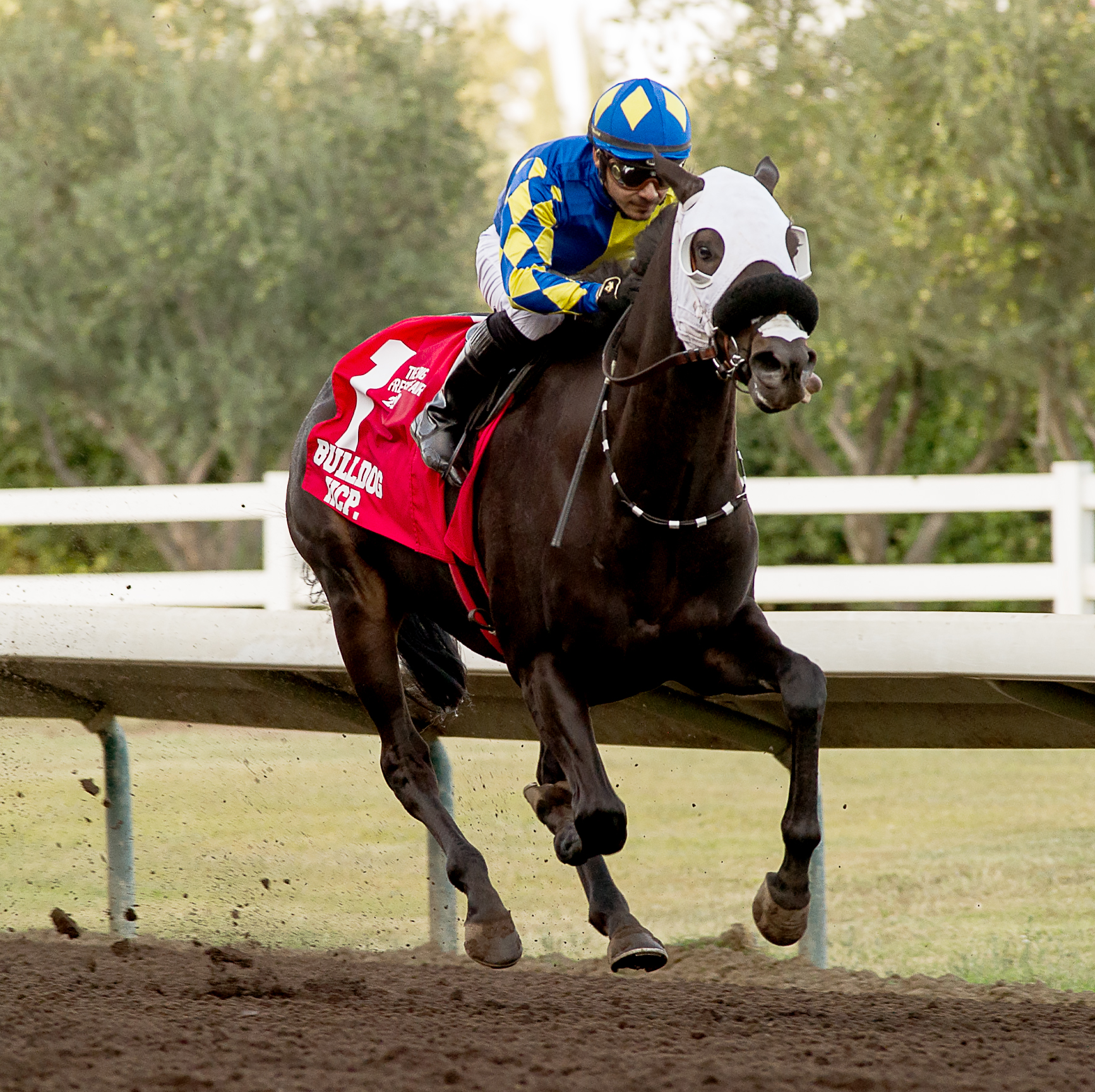 Mugaritz wins the 2019 Bull Dog Handicap