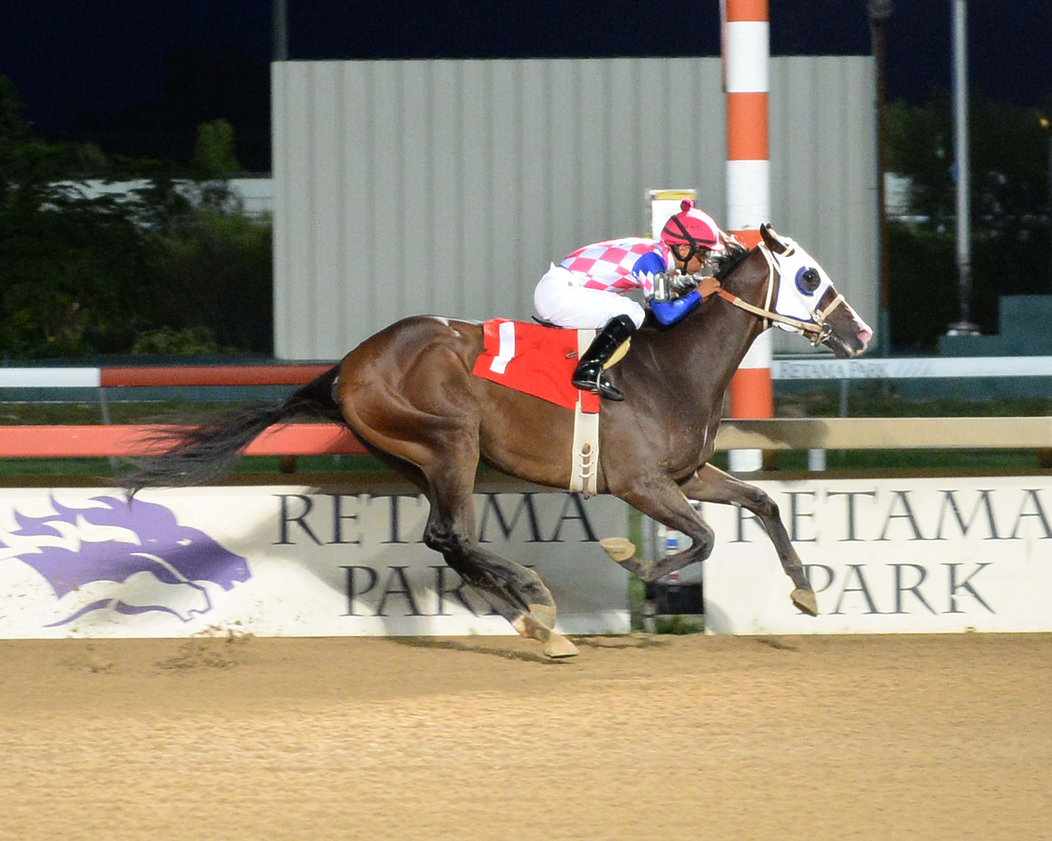 My Bling wins 2018 My Dandy