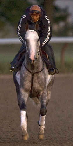 Macho Again