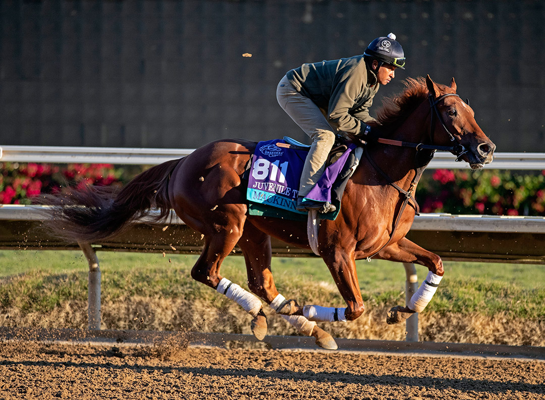 Mackinnon trains at Del Mar for the Breeders' Cup