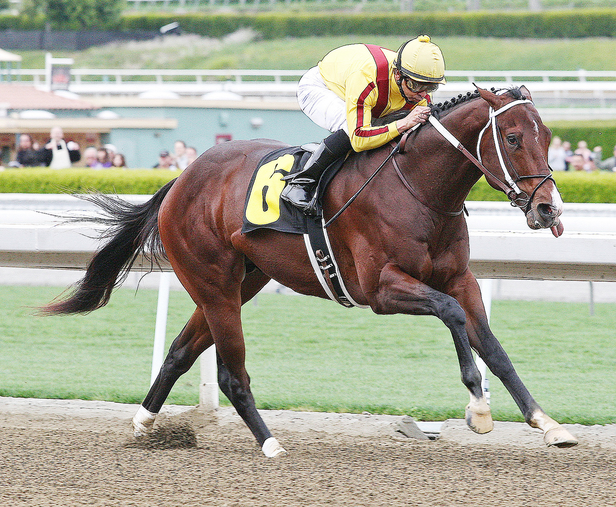 Maclean's Music wins a maiden race