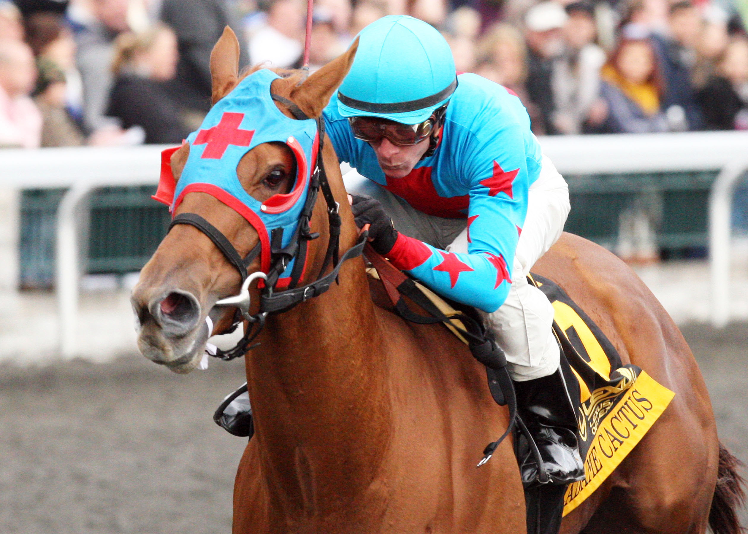 Madame Cactus wins the 2013 Raven Run