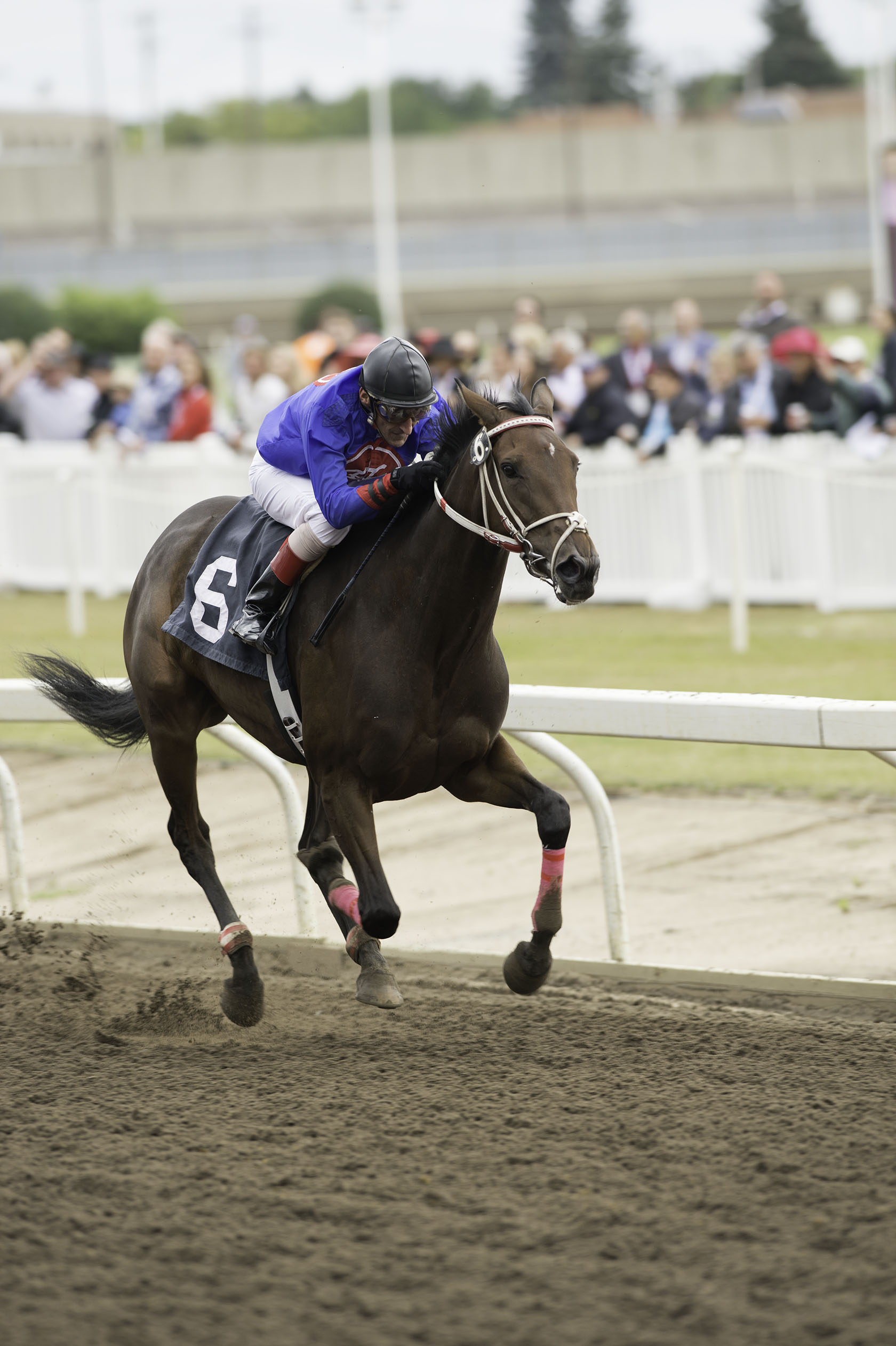 Madeira Park, 2012 Sonoma Stakes