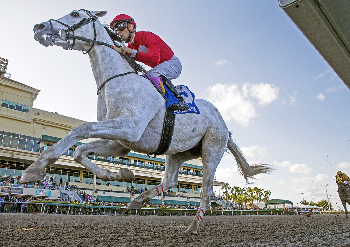 Madison's Luna wins the 2018 Hutcheson Stakes
