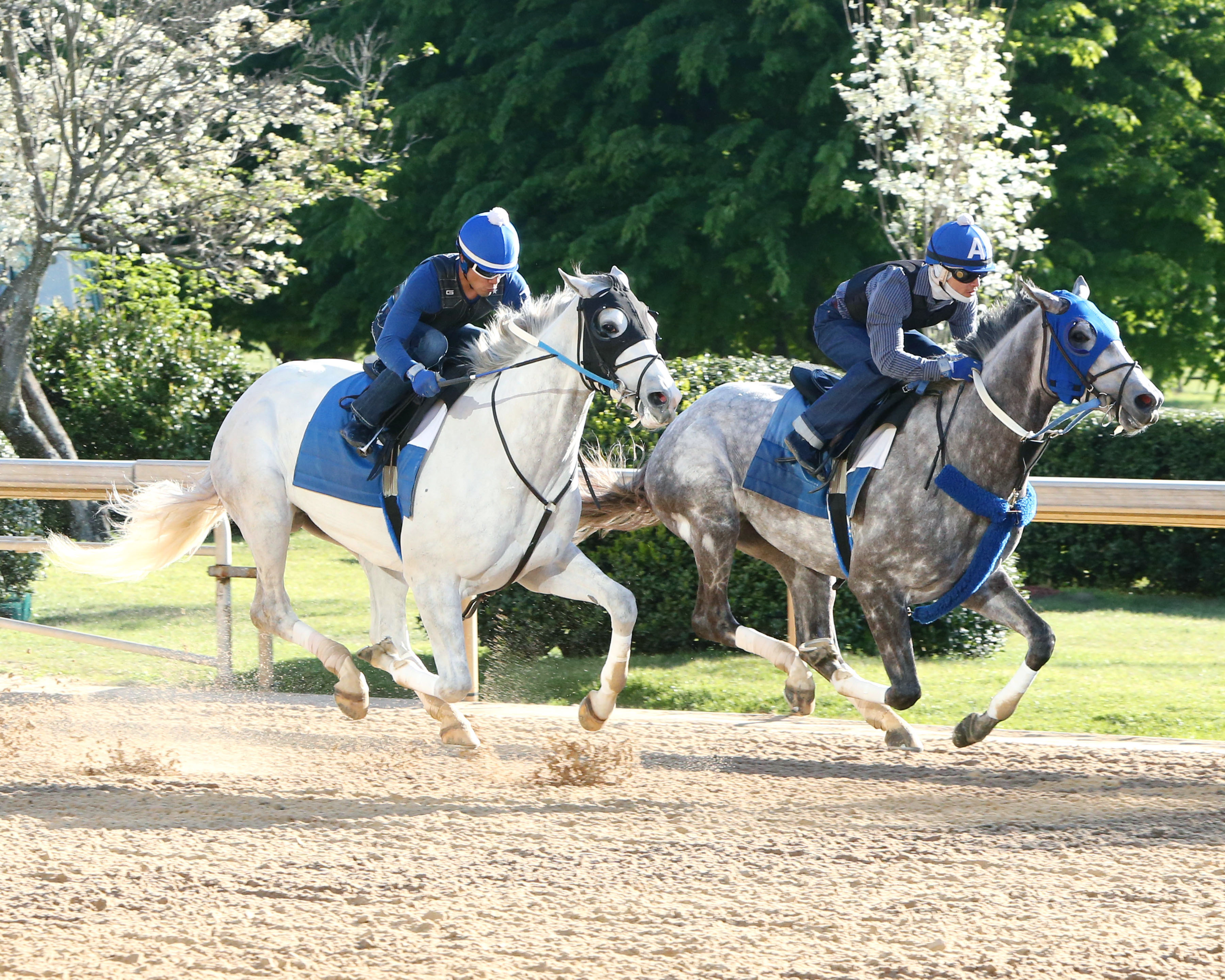 Madtap and Creator work at Oaklawn Park April 4