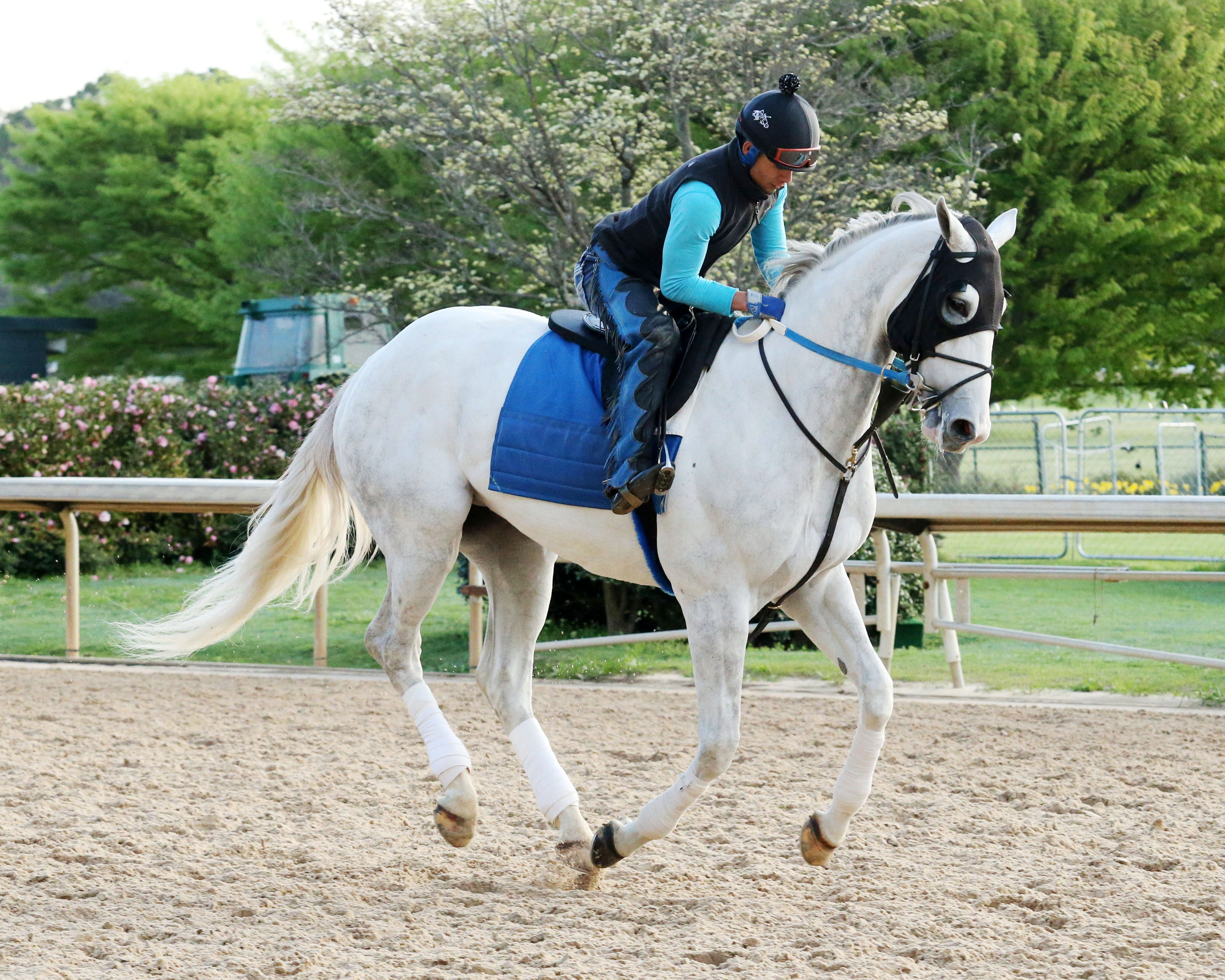 Madtap at Oaklawn Park on March 17