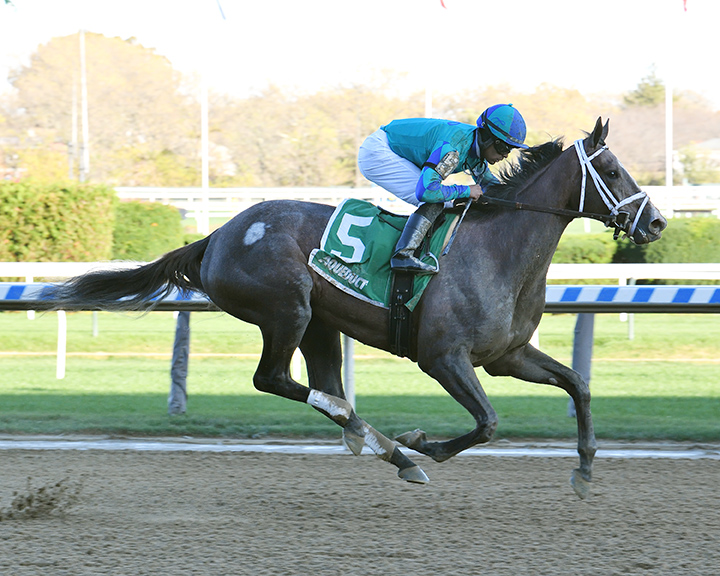 Maedean wins the 2019 Tempted Stakes at Aqueduct Racetrack
