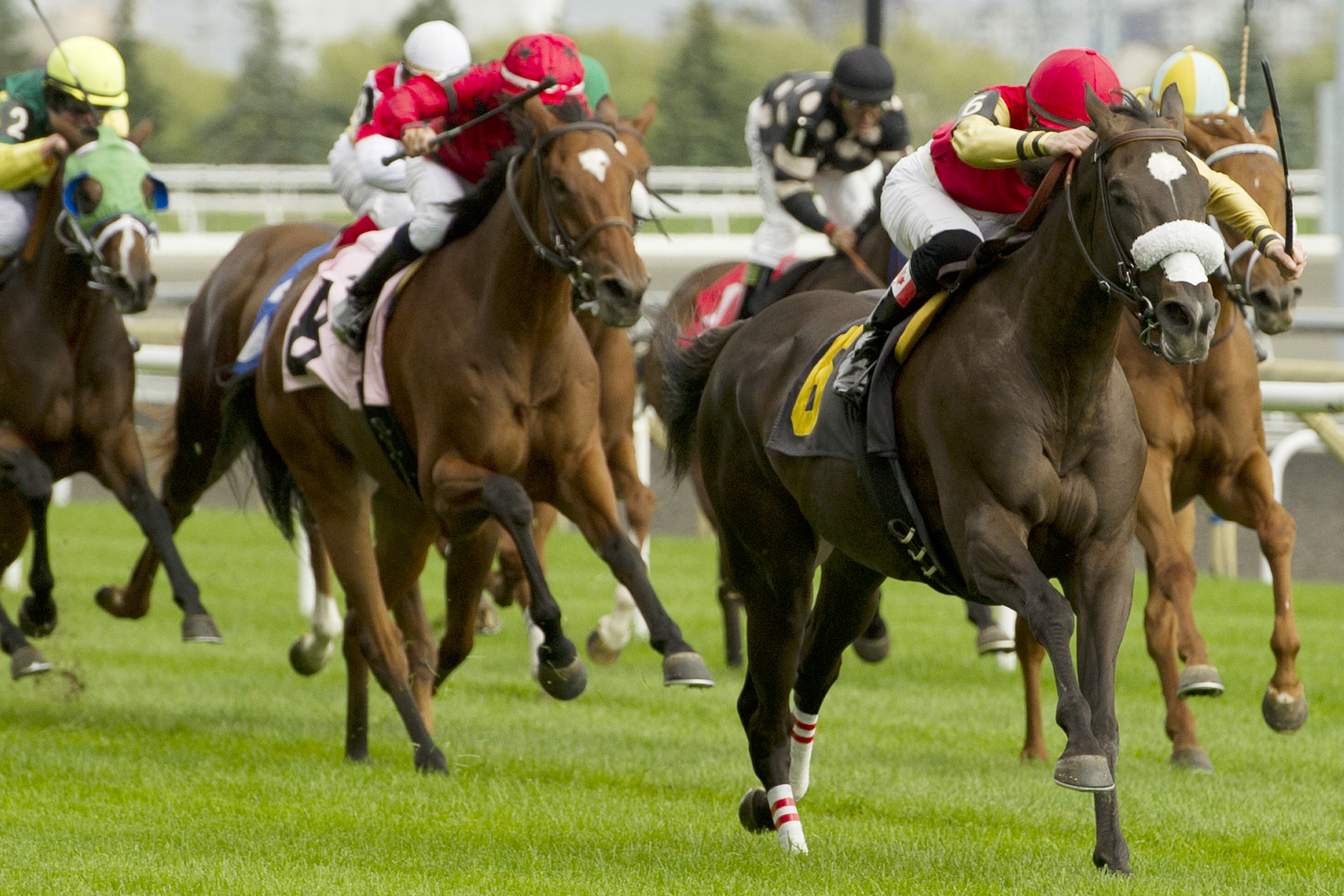 Magic Broomstick/Avowal Stakes