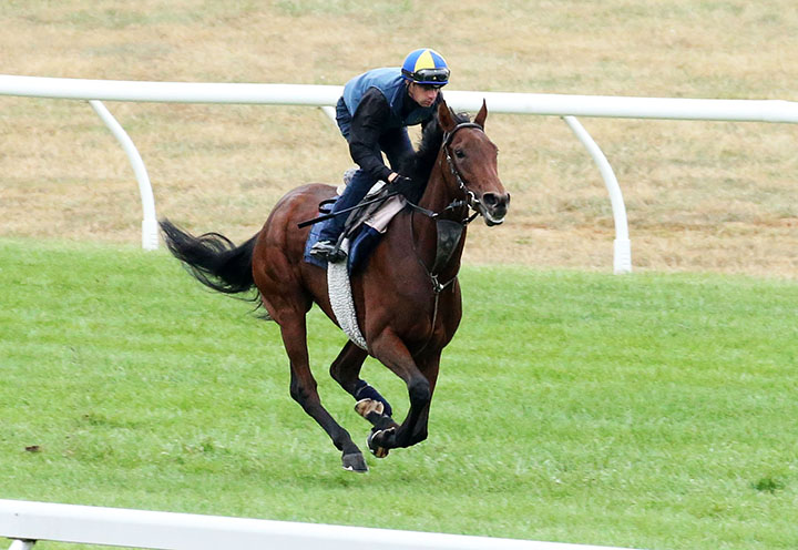 Magnetic Charm trains at Keeneland Racecourse on Oct. 6