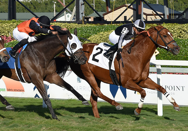 Mai Ty One On (left) finishes second in a Jan. 5 allowance at Gulfstream Park