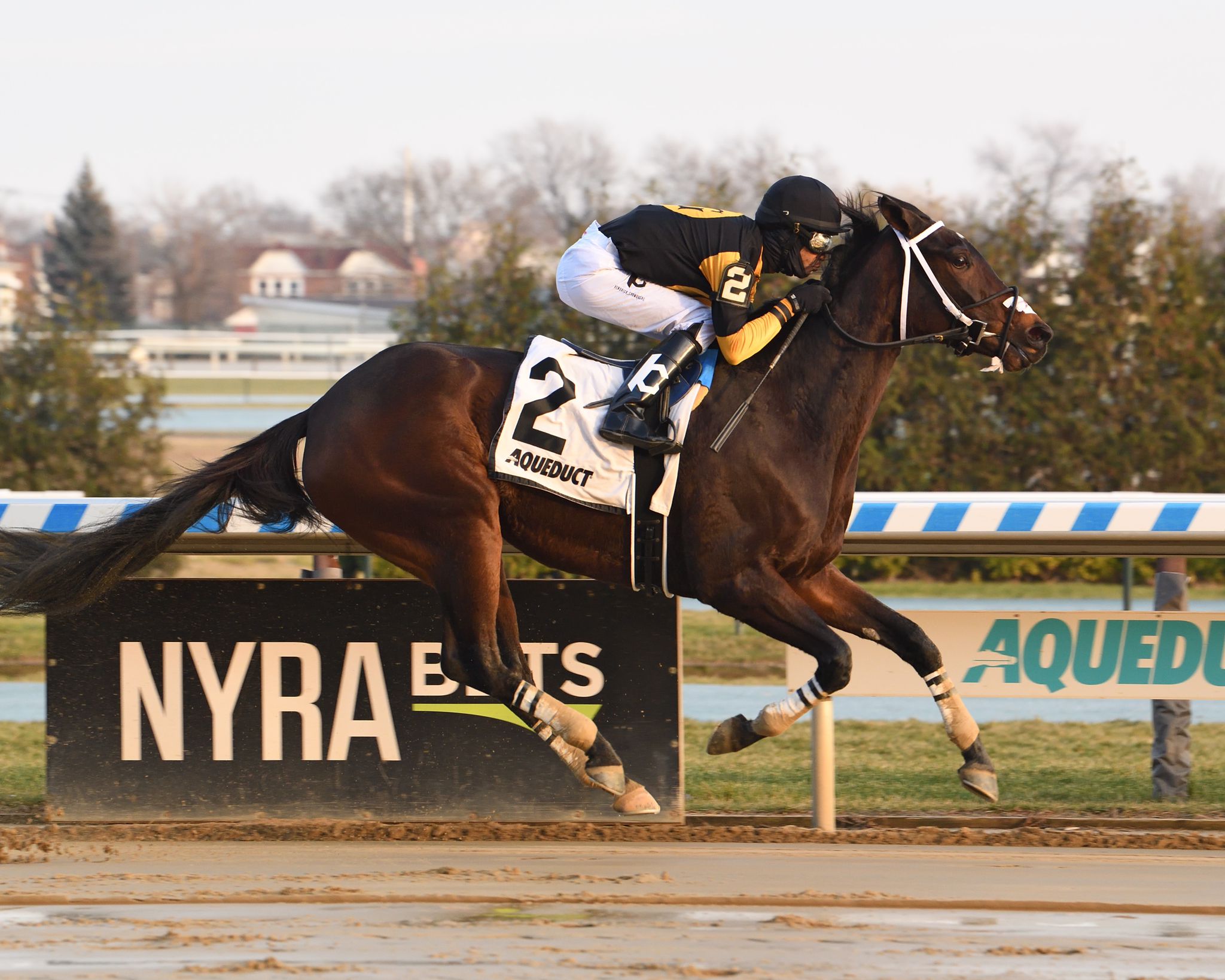 Maiden Beauty - Bay Ridge S. 2021