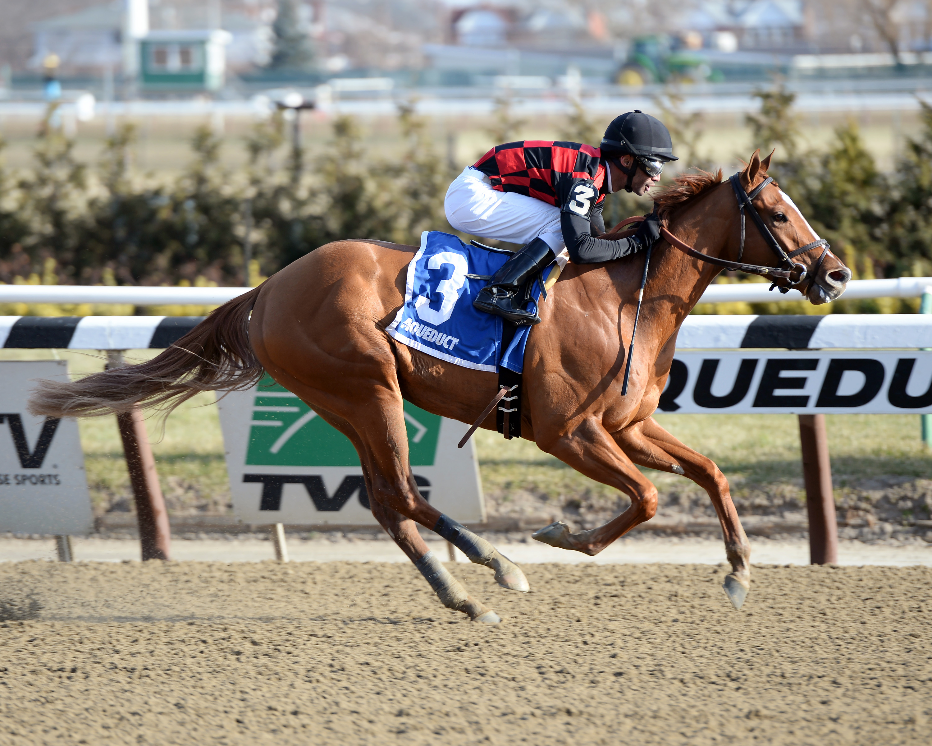 Majestic Affair wins the Fred Cappy Capossela Stakes