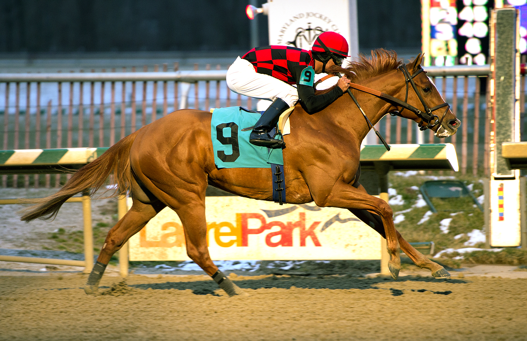 Majestic Affair wins the Frank J. Whiteley