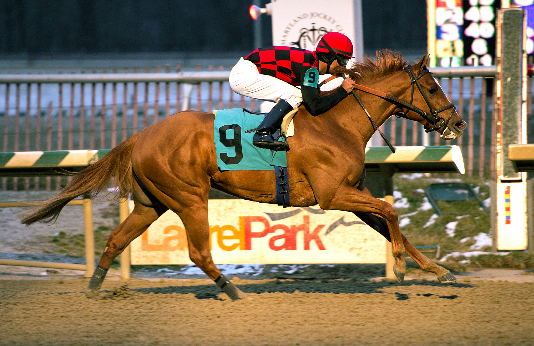Majestic Affair wins the Frank J. Whiteley