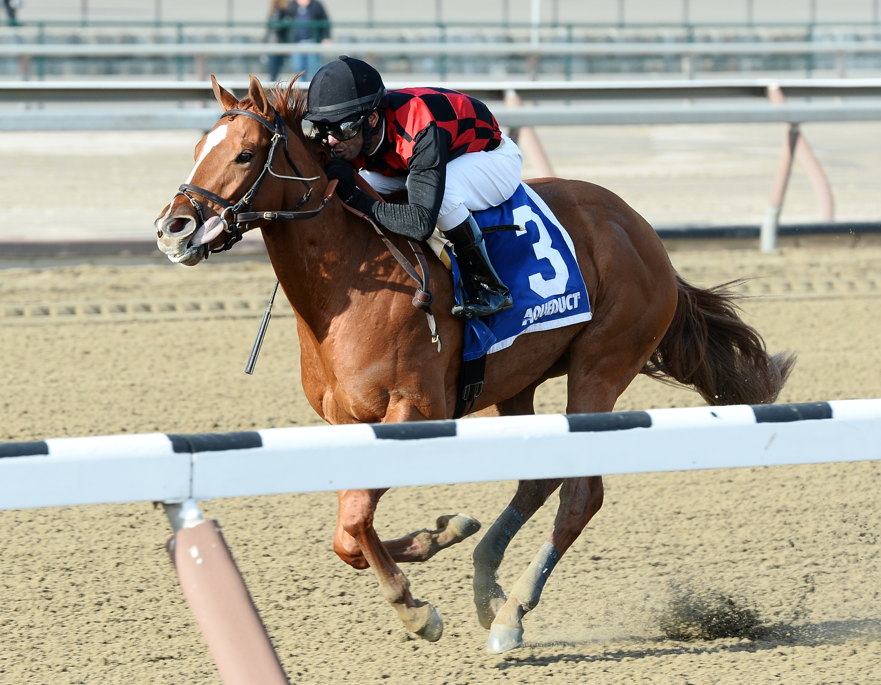 Majestic Affair wins the Fred Capossela