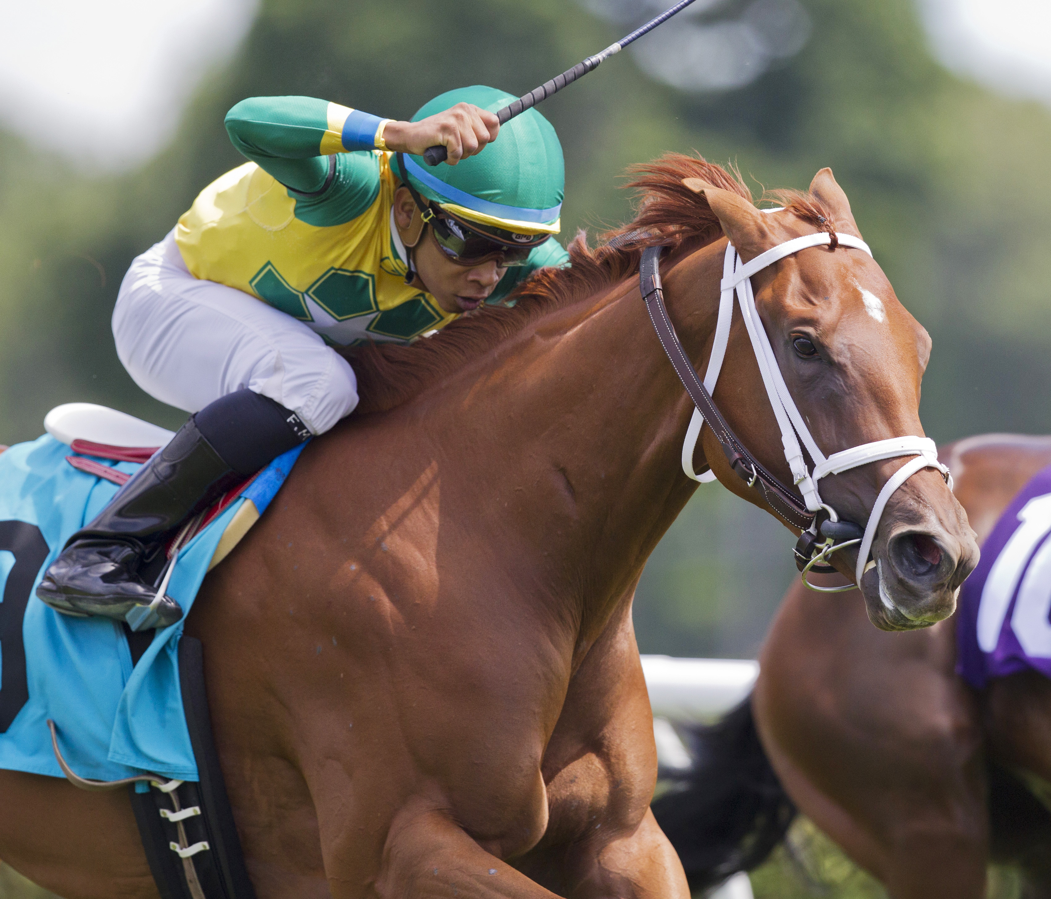 Majestic Bonnie wins a maiden race